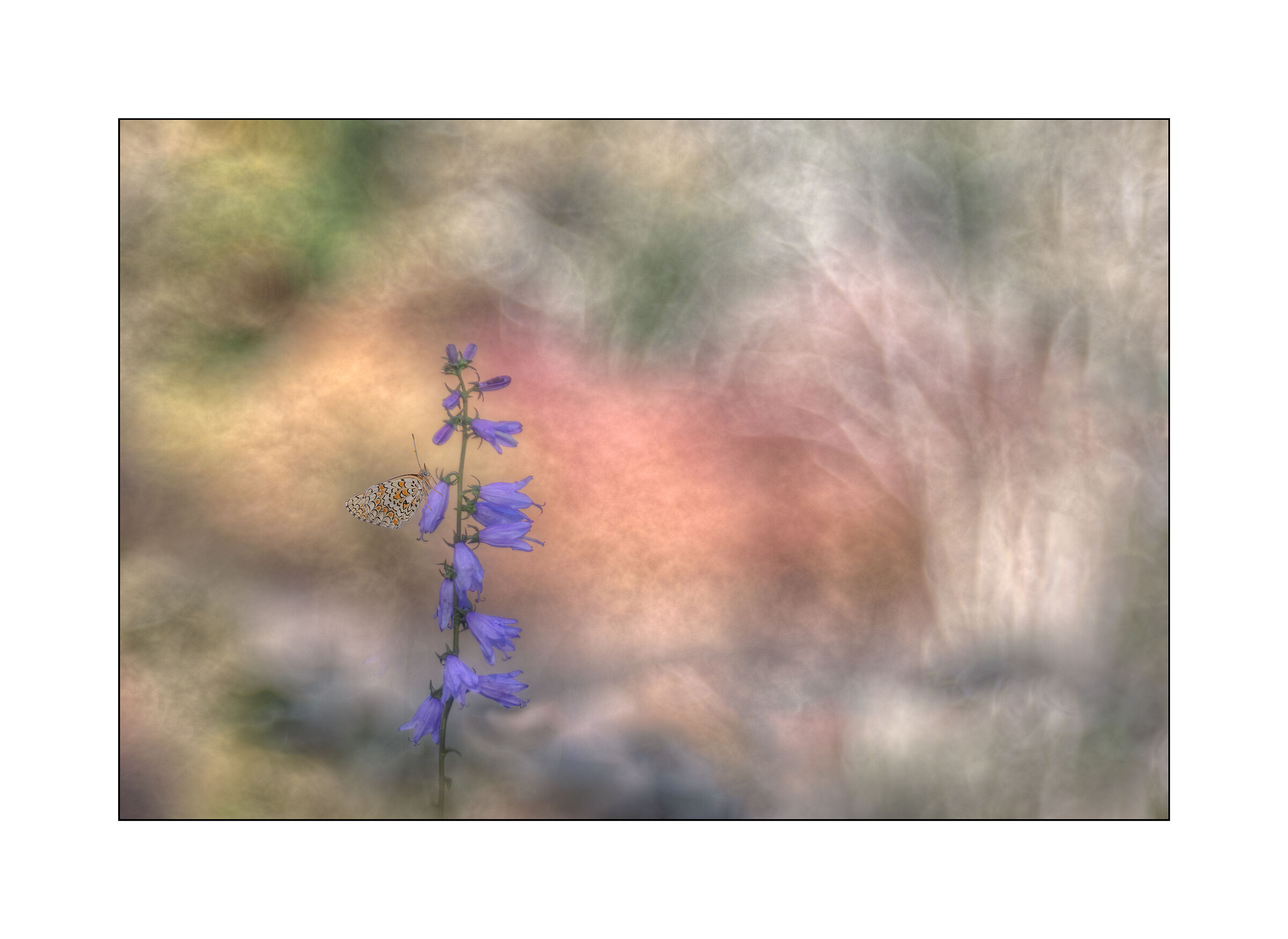 campanula bononiensis con ospite