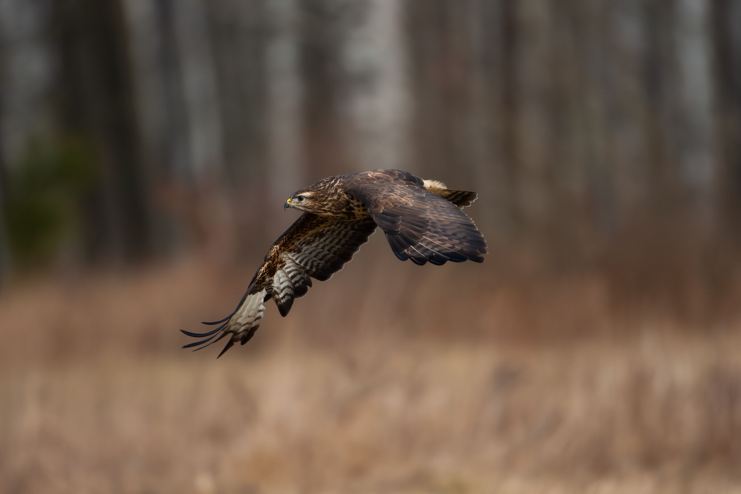 Buzzard