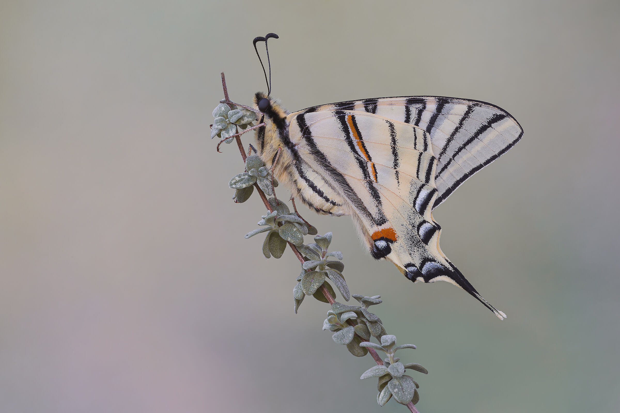 Scarce swallowtail