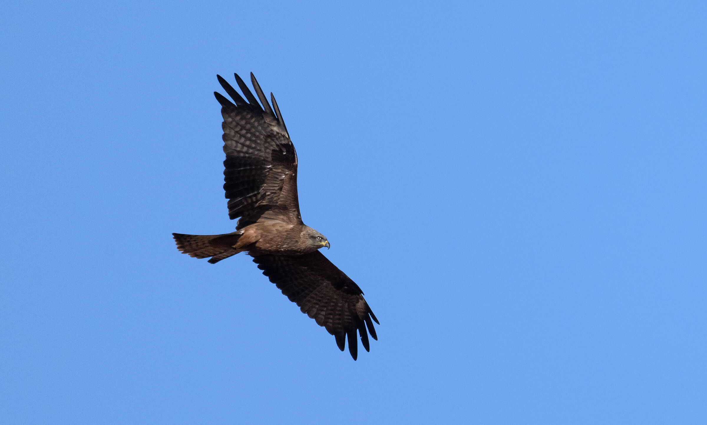 Pantano Leone,Sicilia
