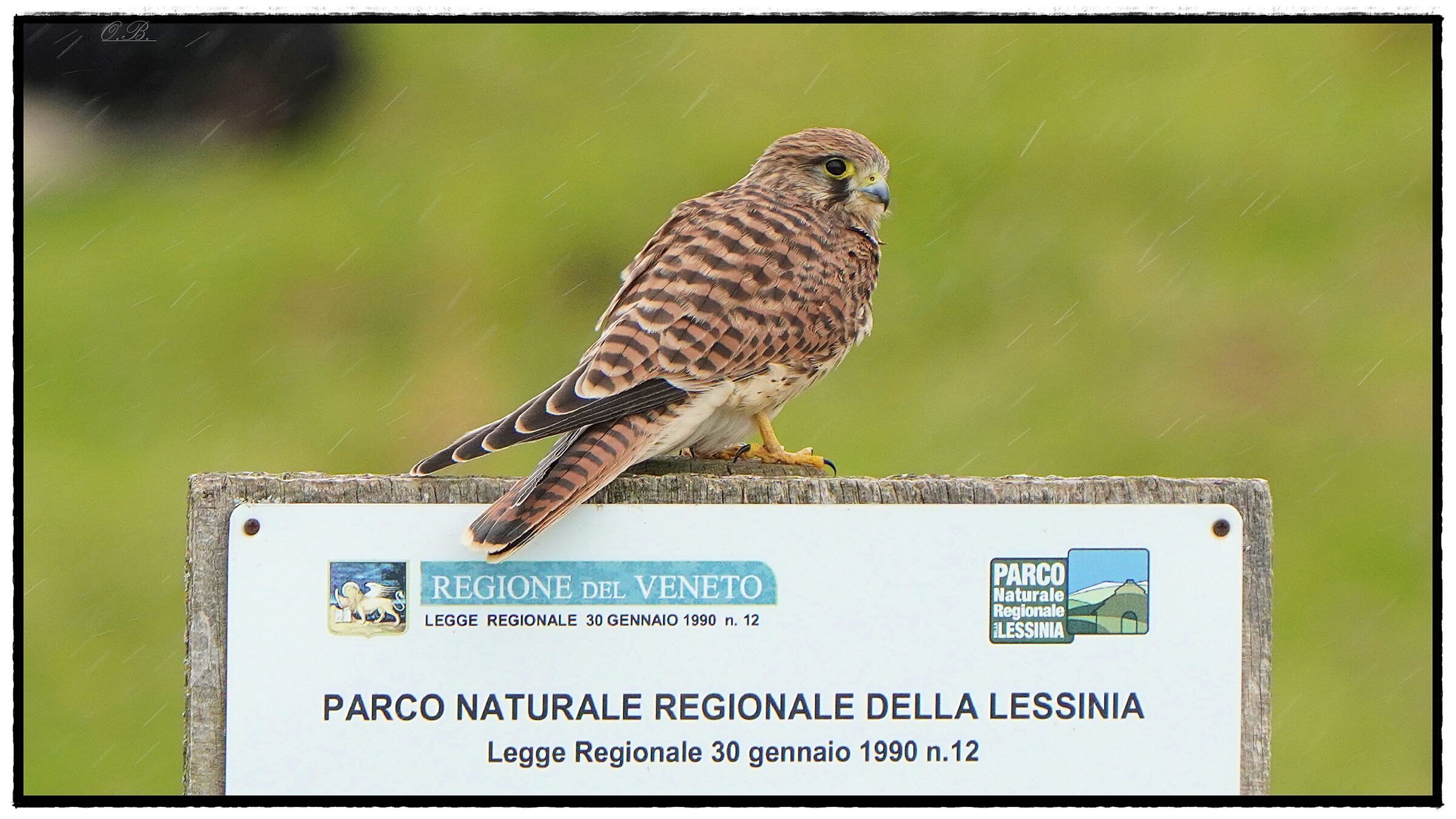 Kestrel on sign