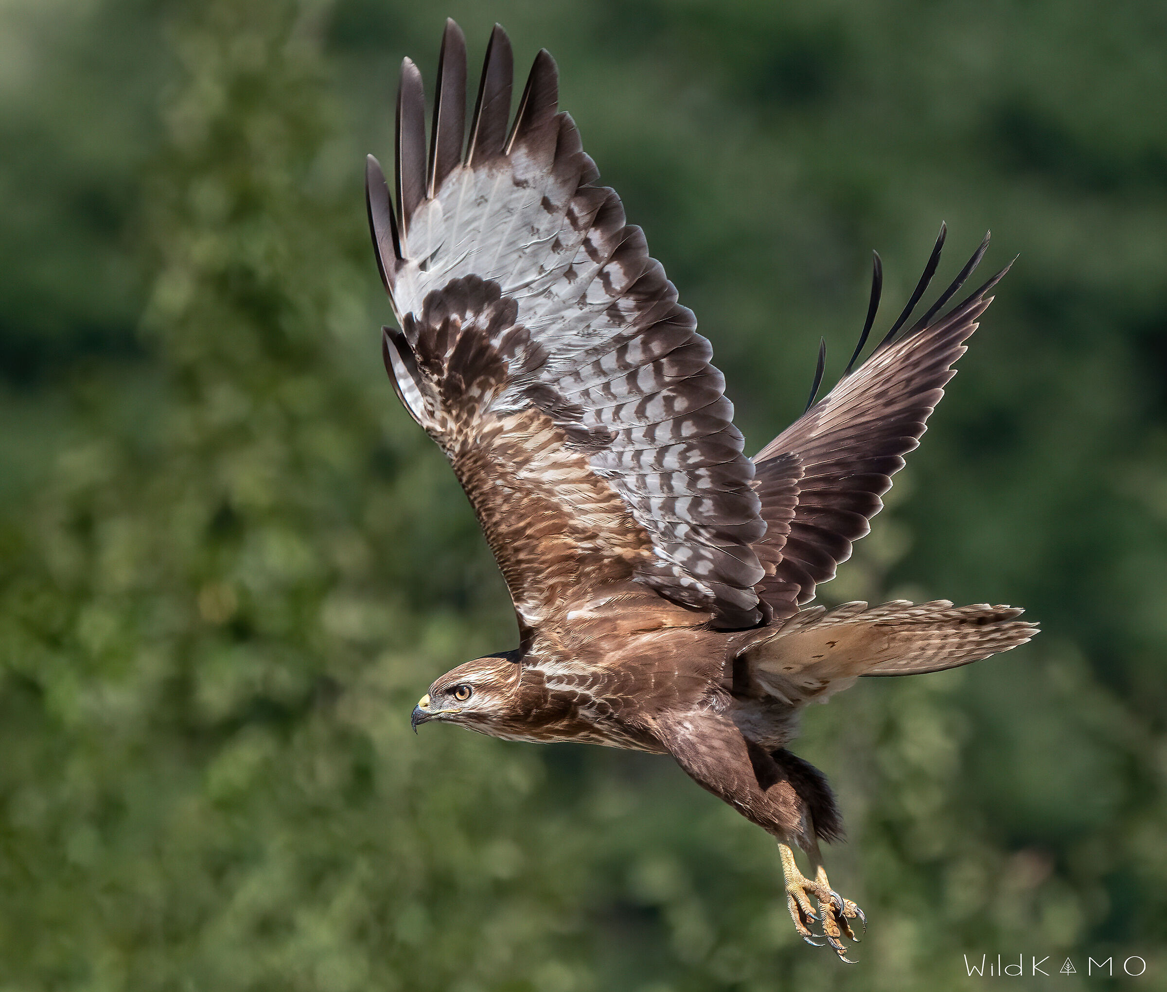 Lo stacco della Poiana