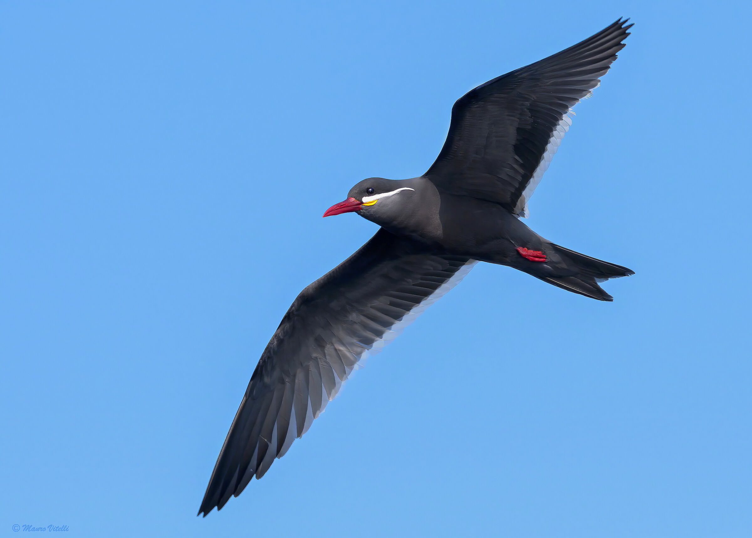 Inca Tern (Larosterna Inca)