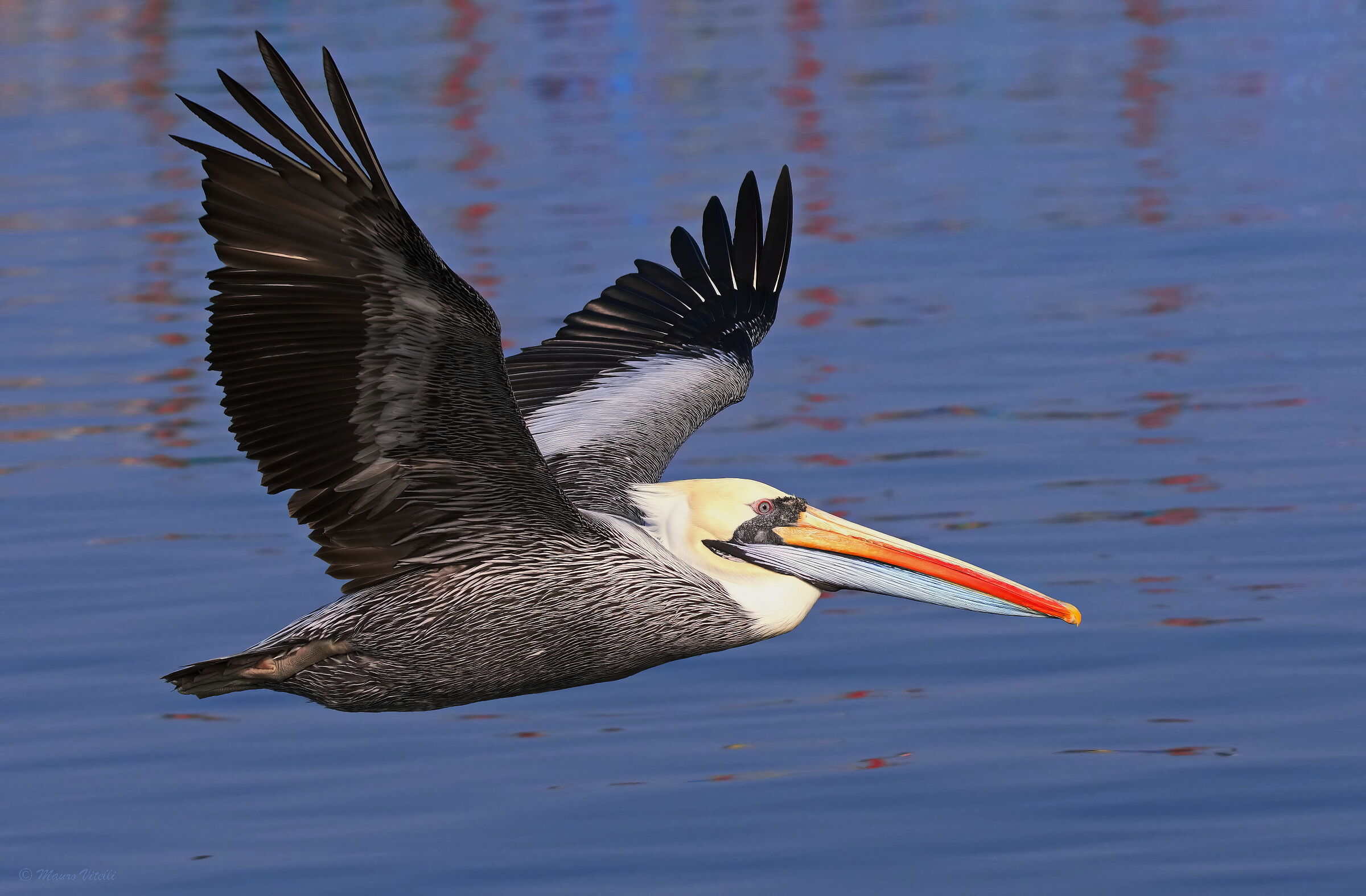 Peruvian pelican (Pelecanus thagus)