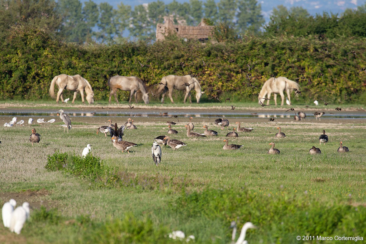 Riserva Naturale Regionale Foce Isonzo - Isola della Co