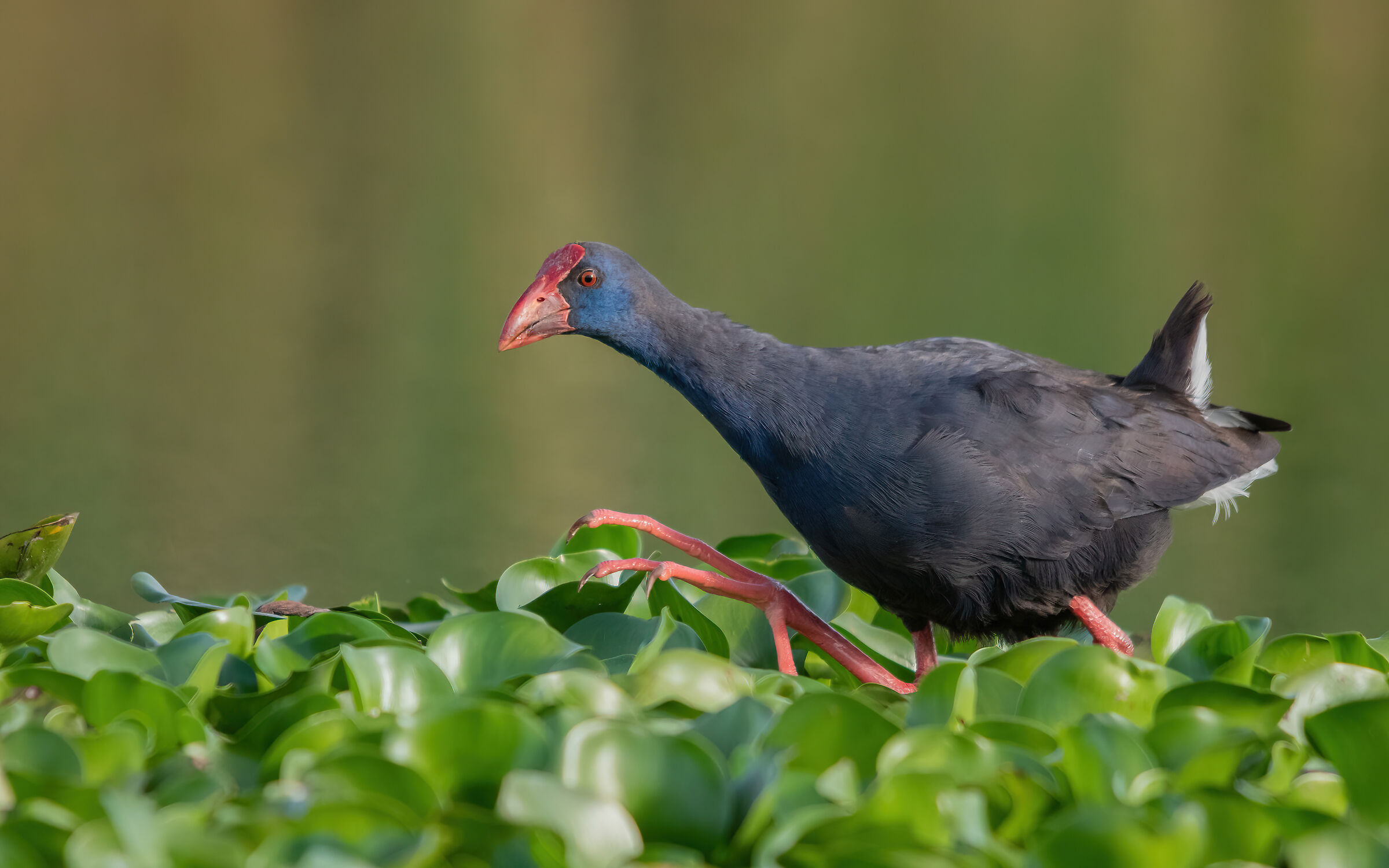 Swamphen at sunrise