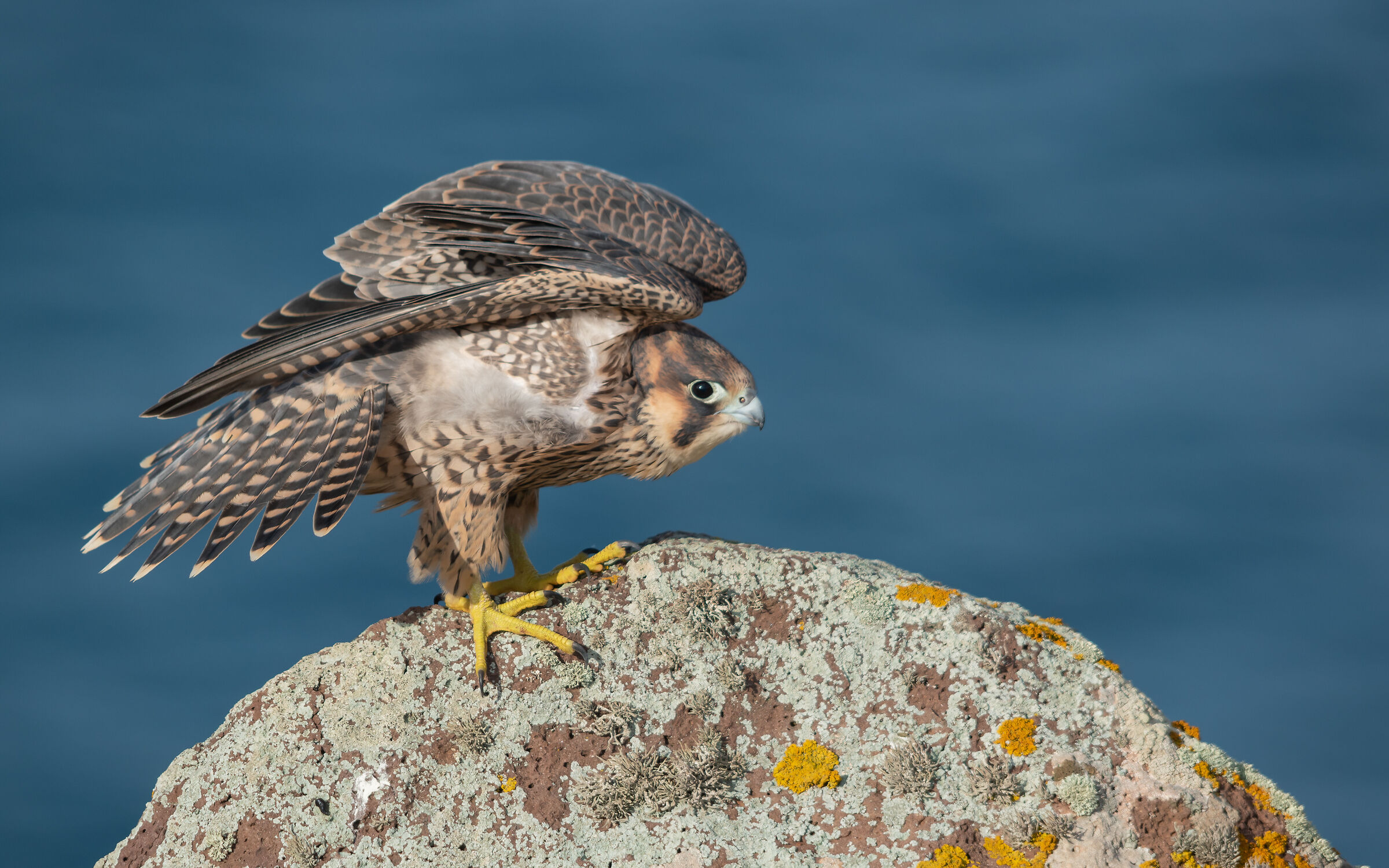 Falco pellegrino