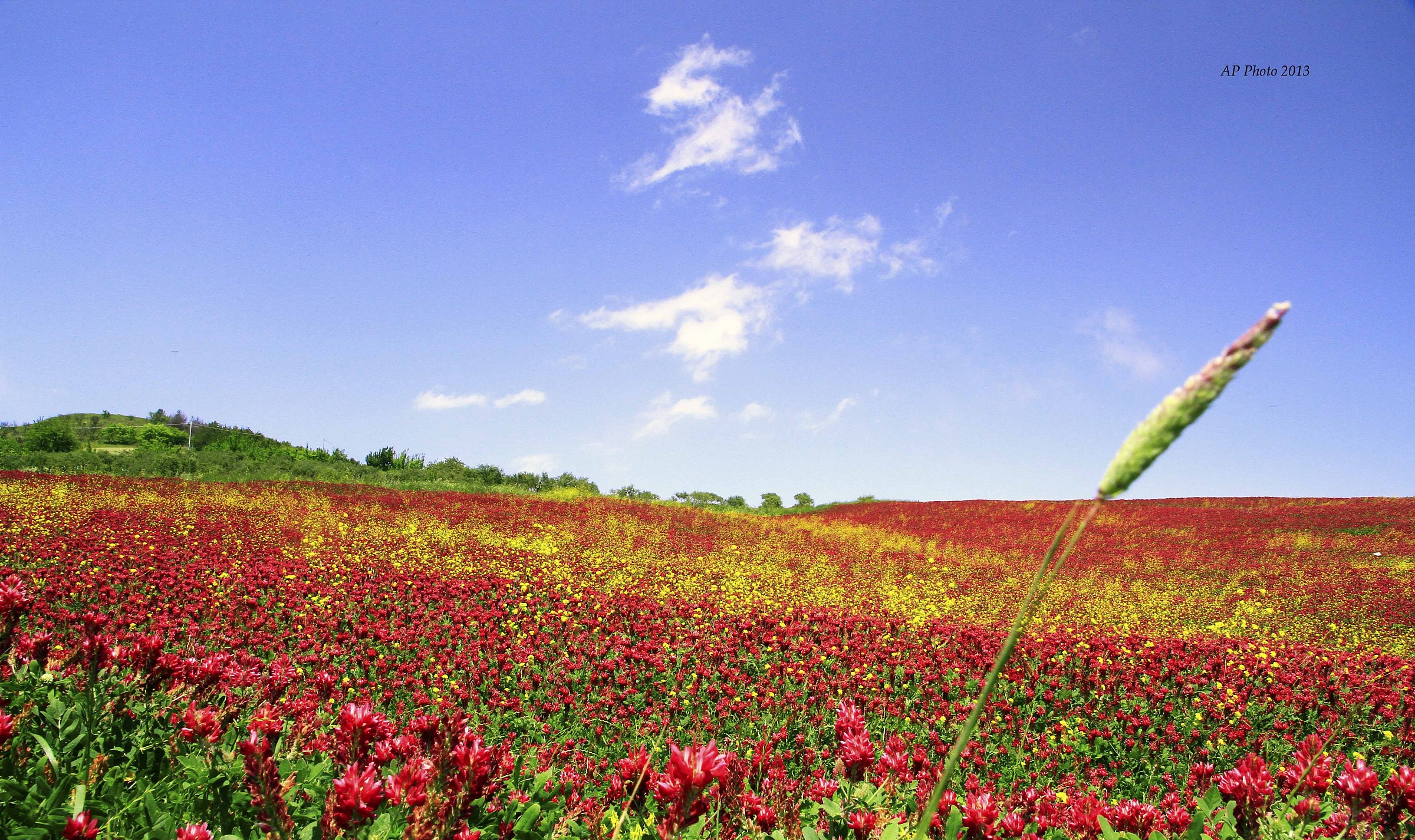 Madonie - Field of the