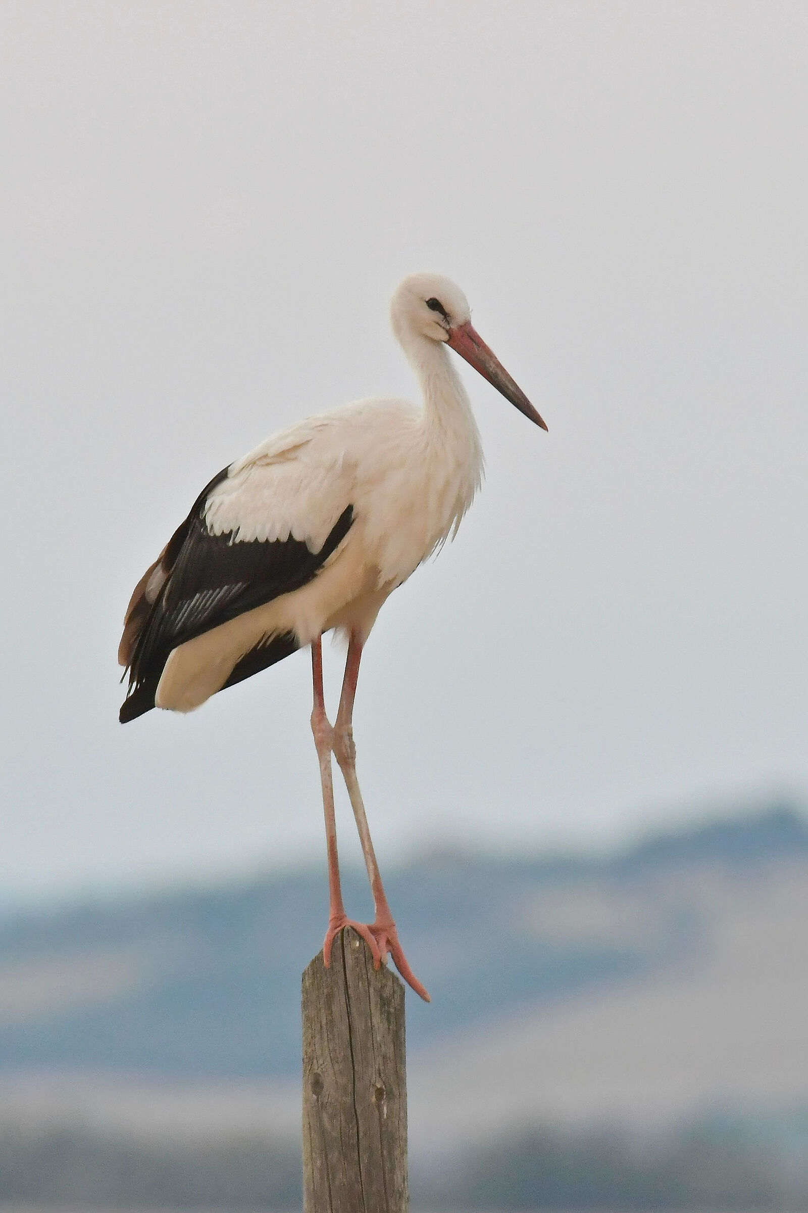 Stork on a migratory stop at sunset