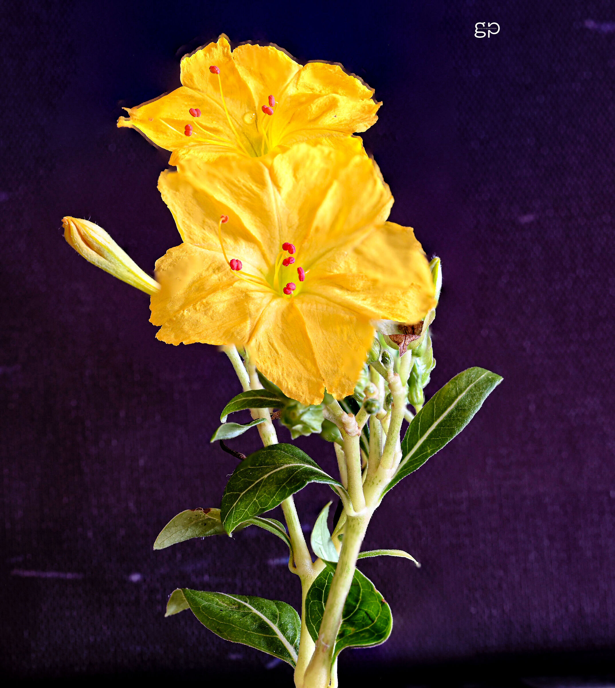 Mirabilis jalapa L.