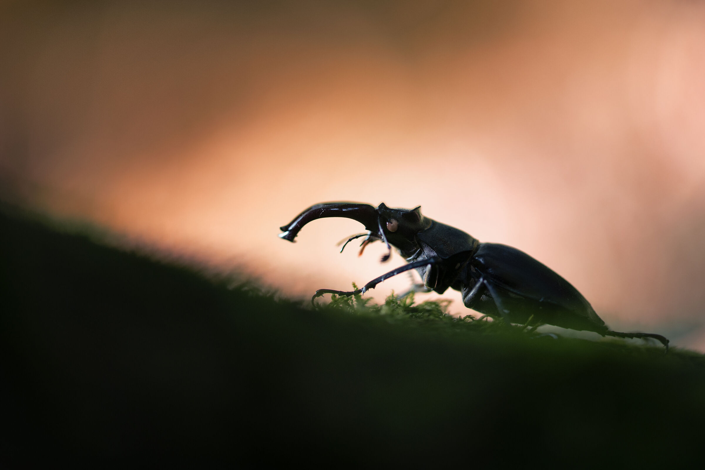 Lucanus cervus - Cervo volante
