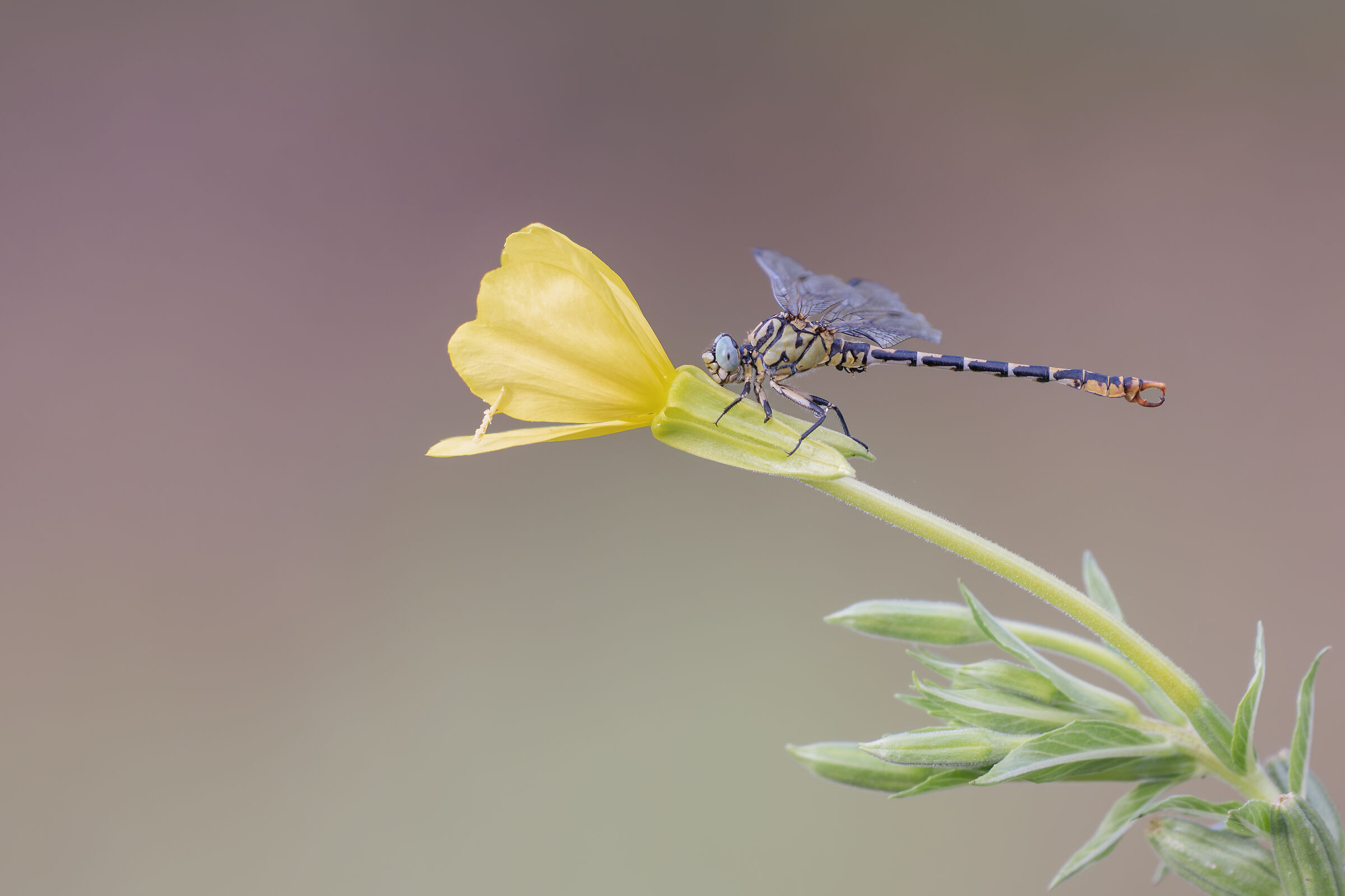 Onychogomphus forcipatus