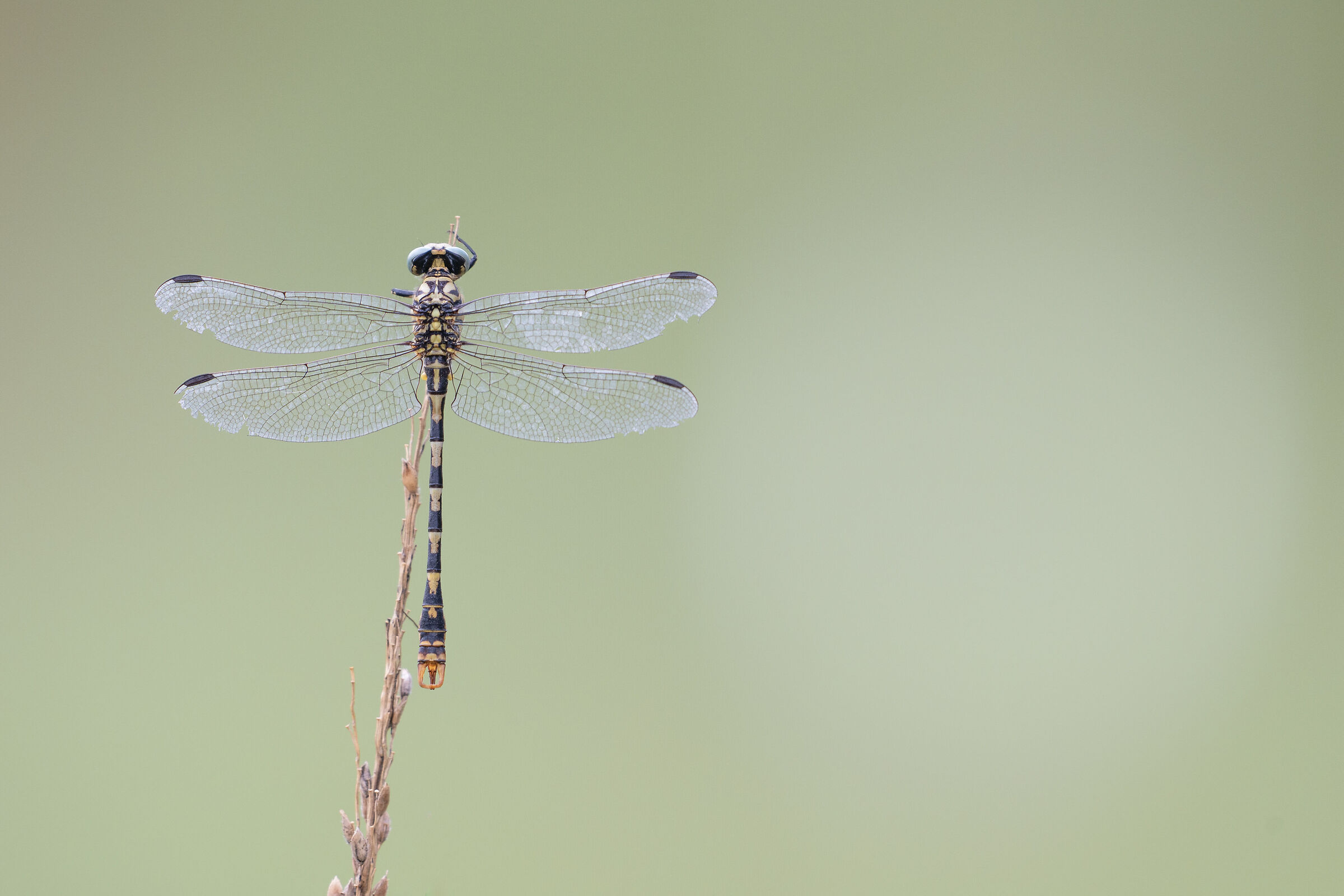 Onychogomphus forcipatus