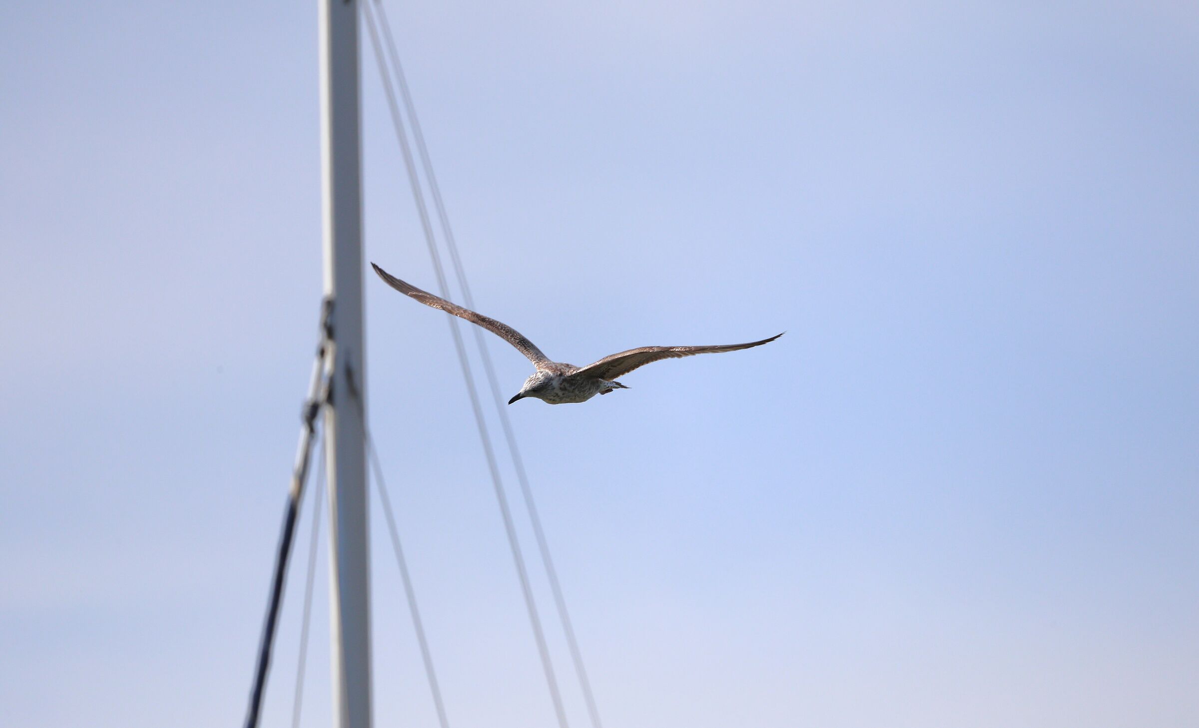 Insostenibile leggerezza dell'Essere