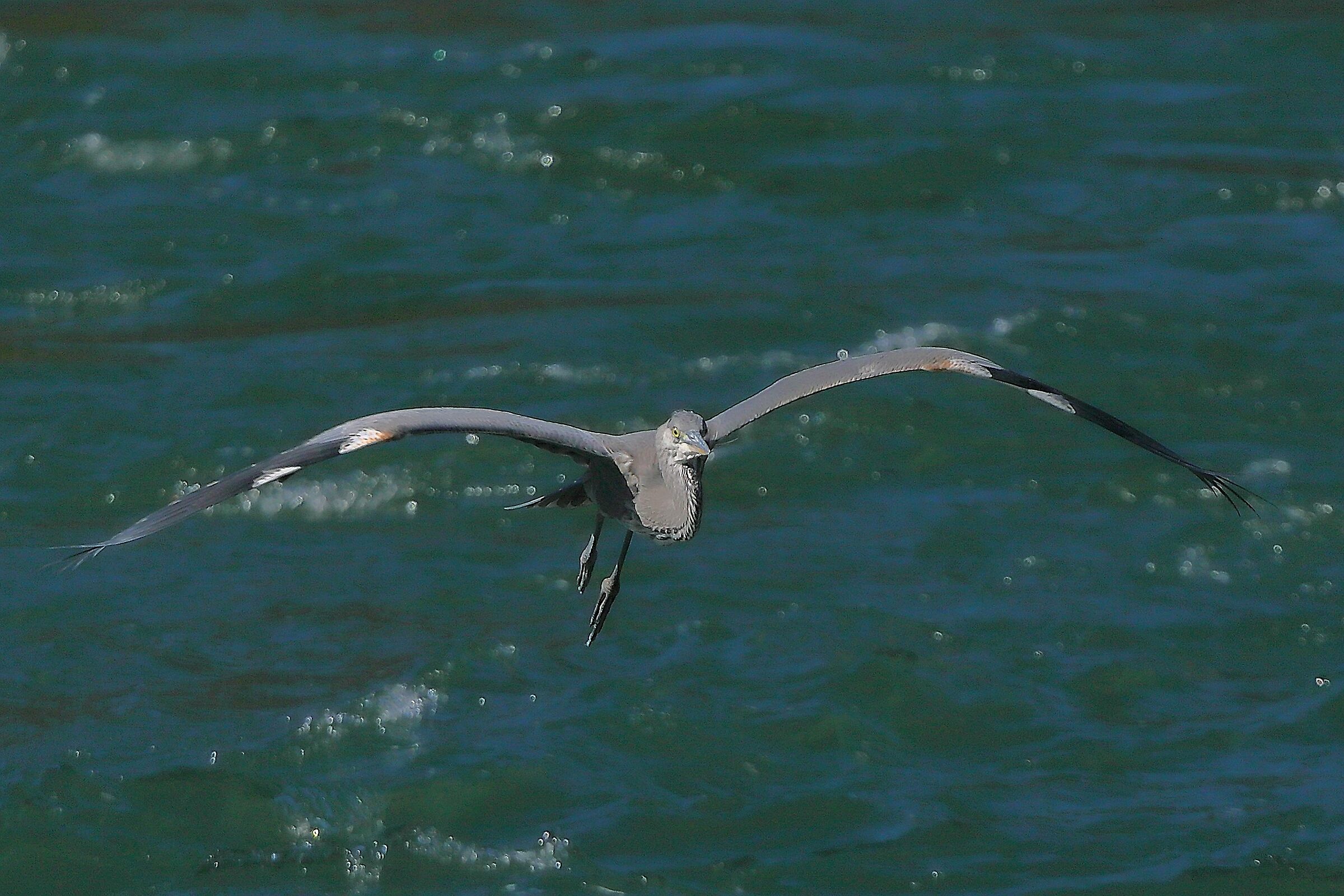 Cenerino 15 settembre 2024 - 0050