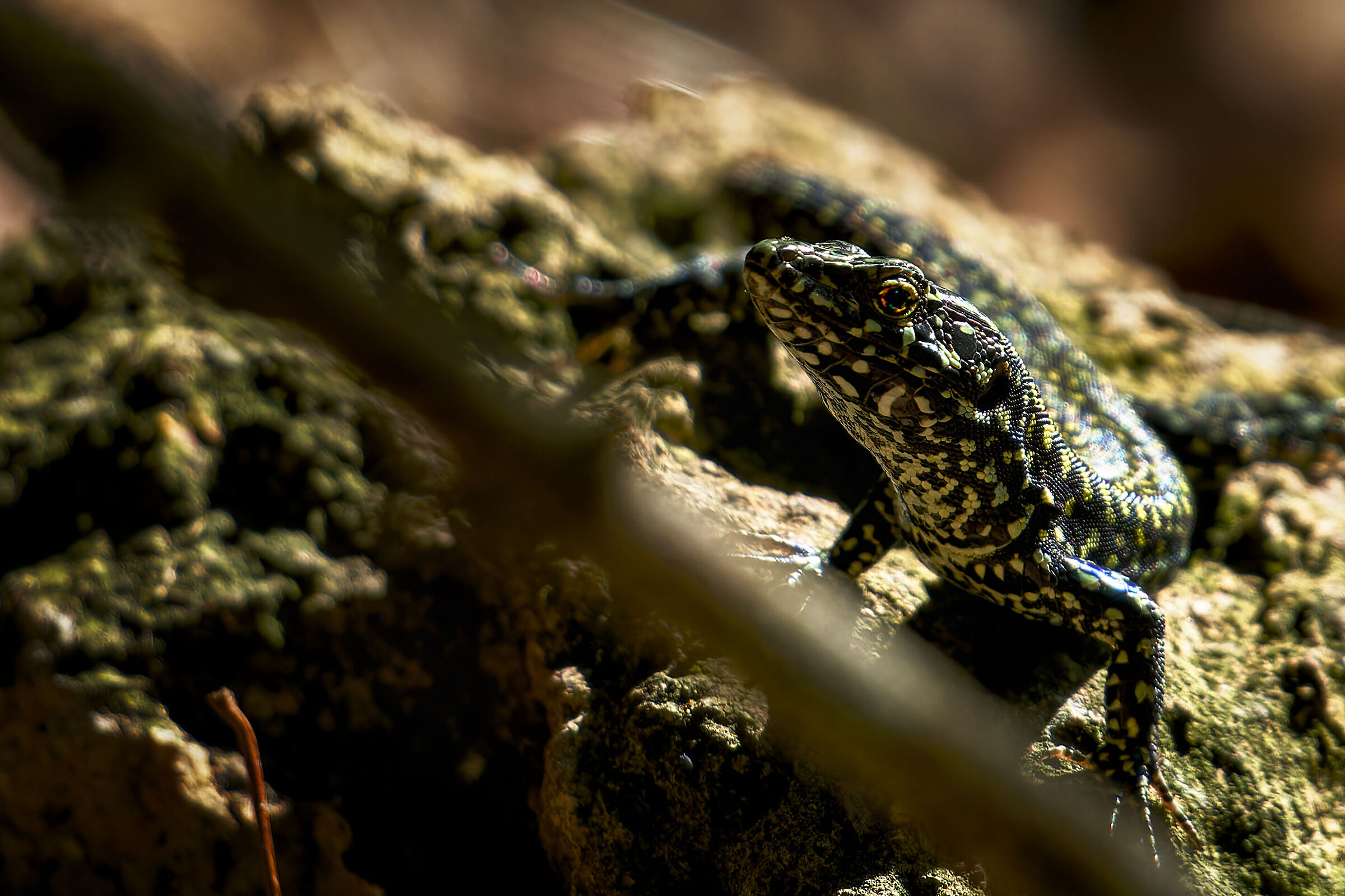 Wall lizard