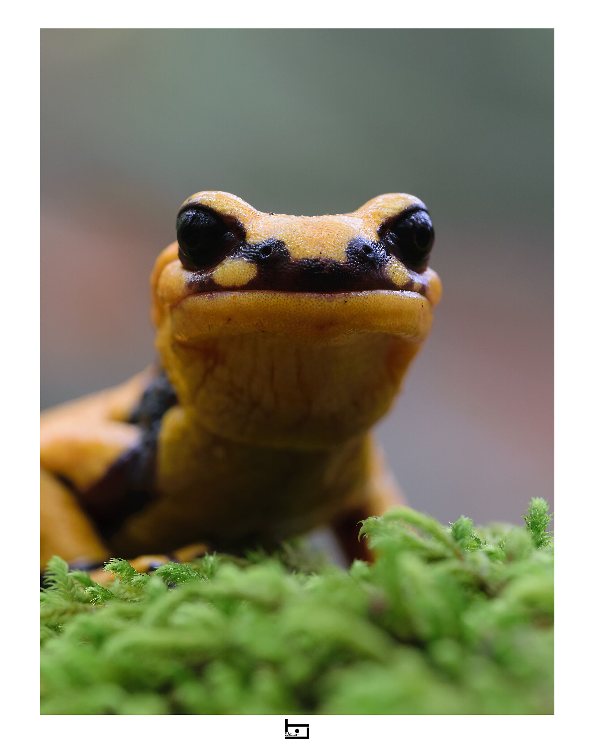 Salamander portrait