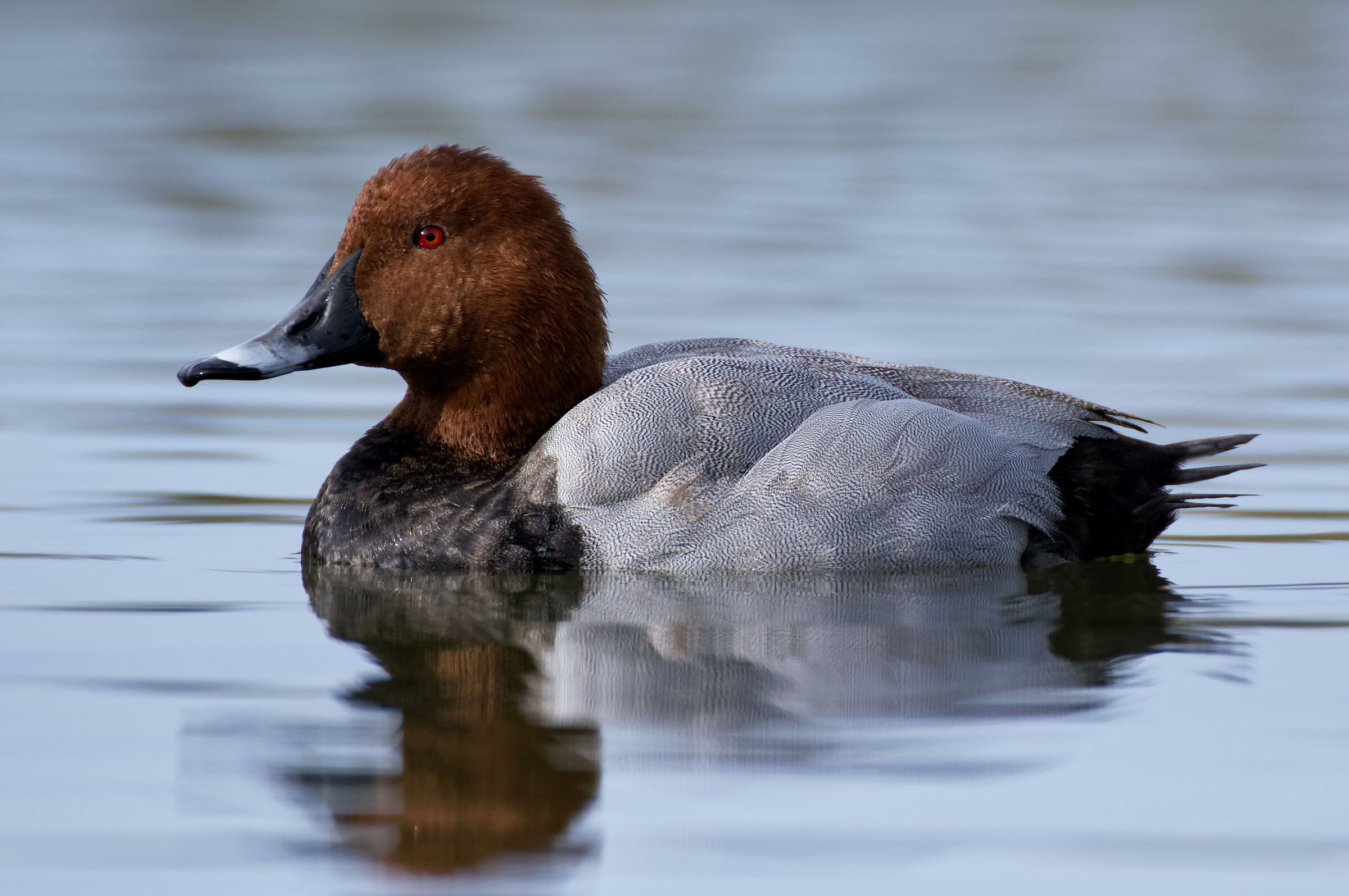 Common pochard