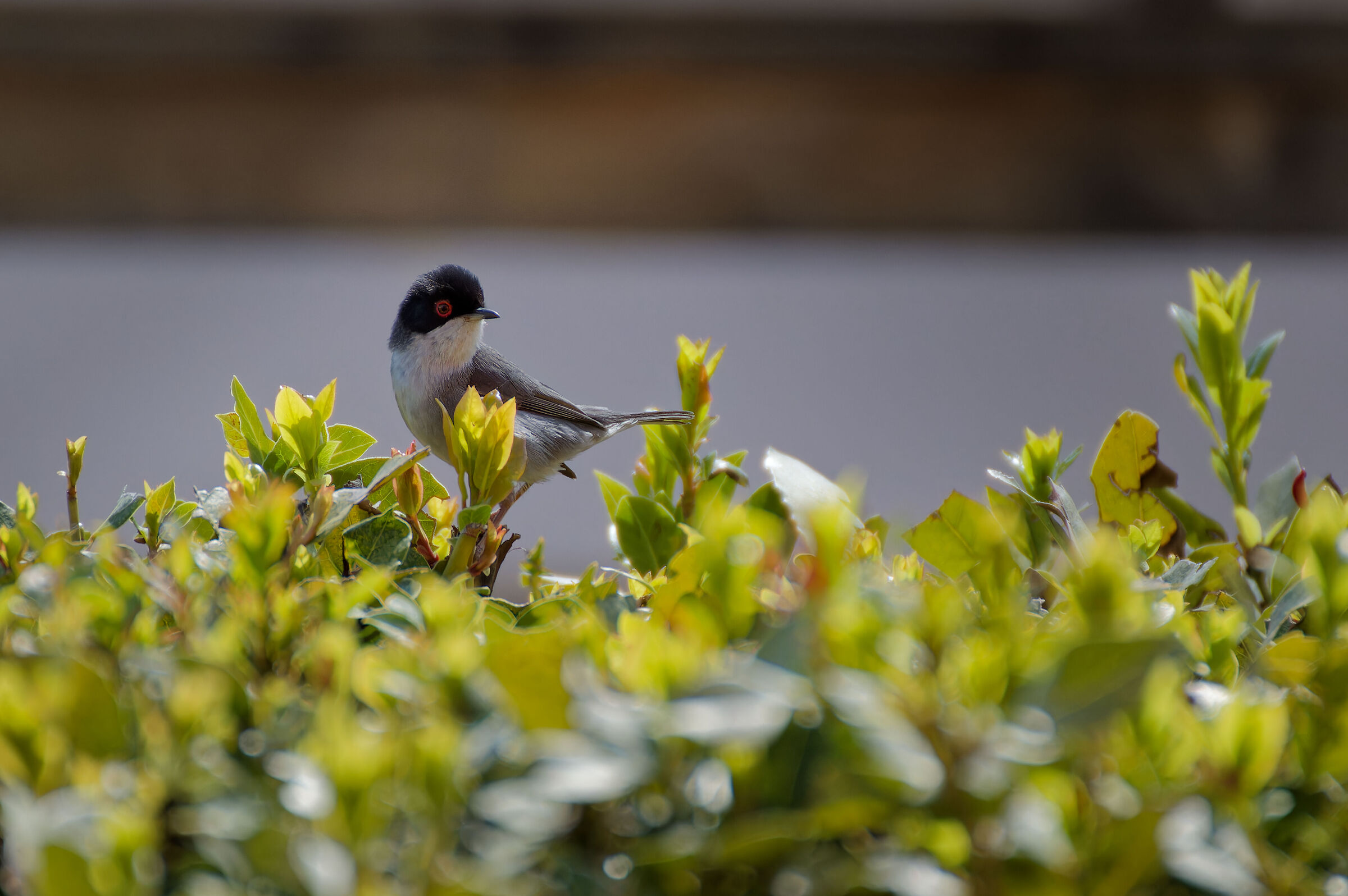 Sardinian warbler