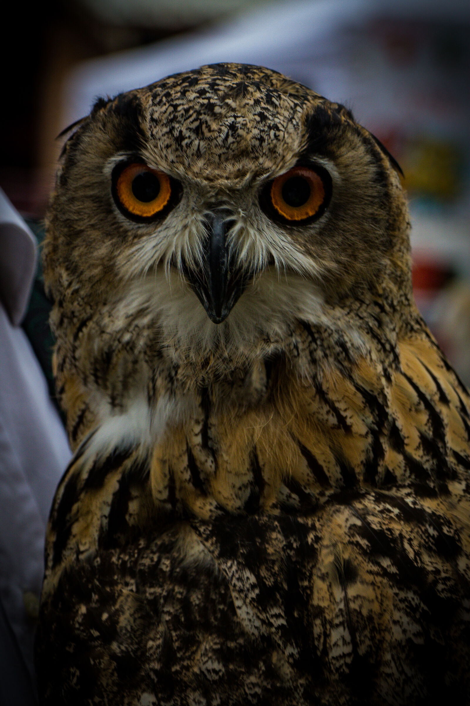 Eagle owl