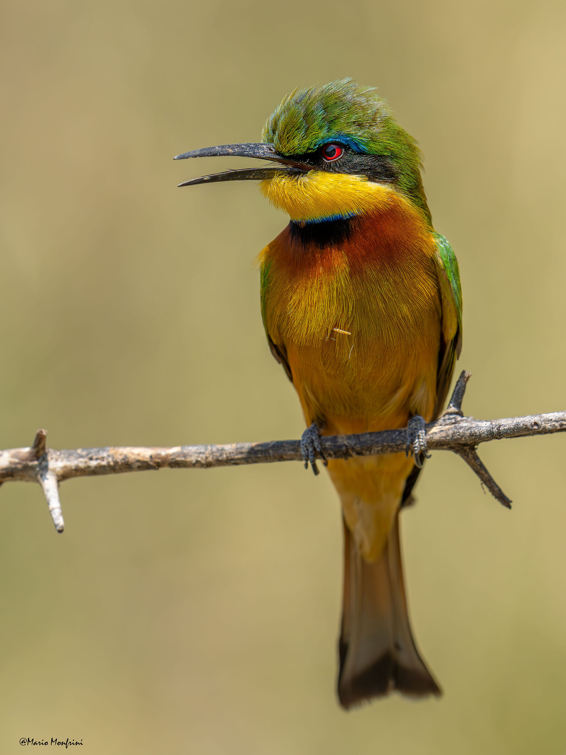 Little bee eater