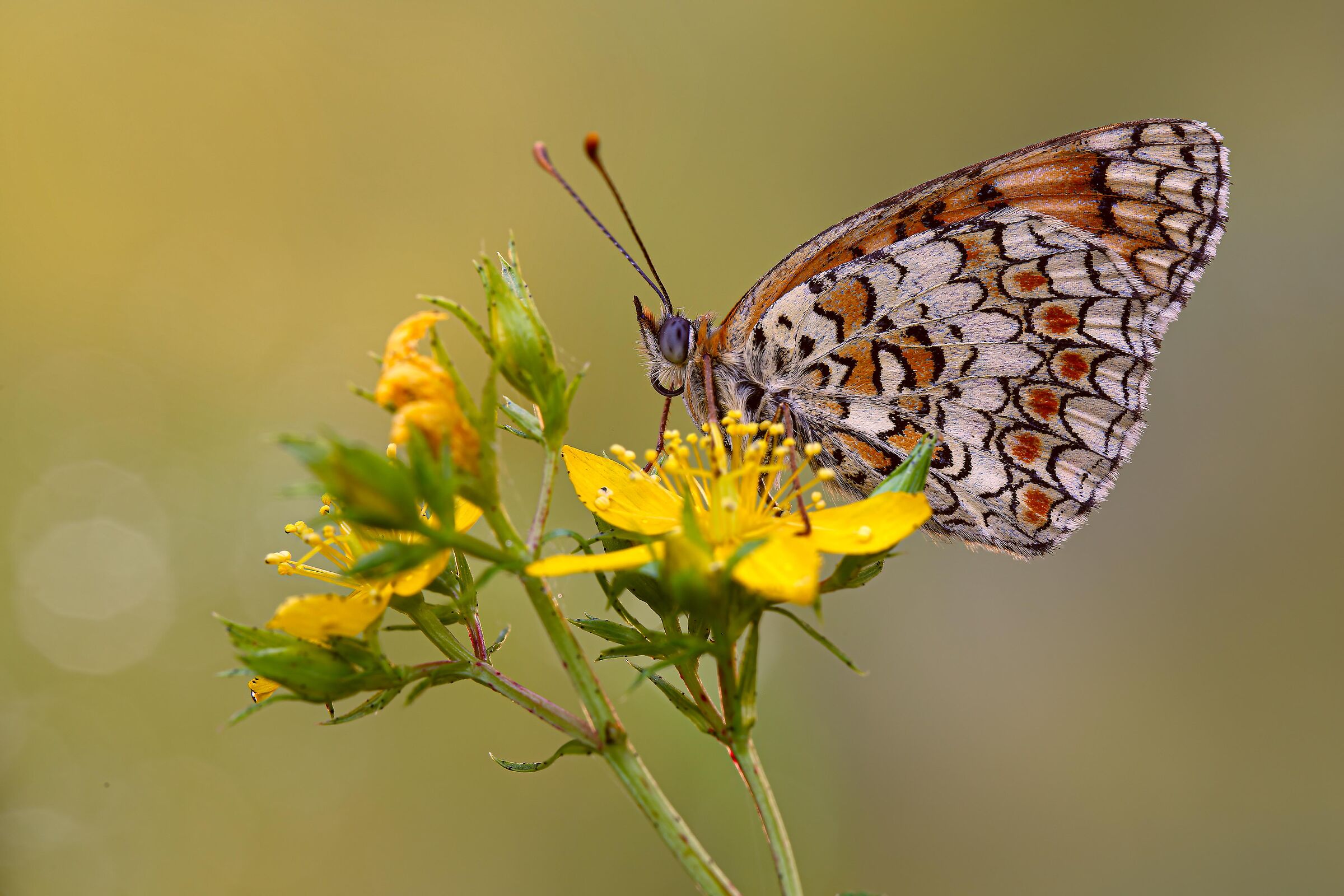Melitaea Phoebe