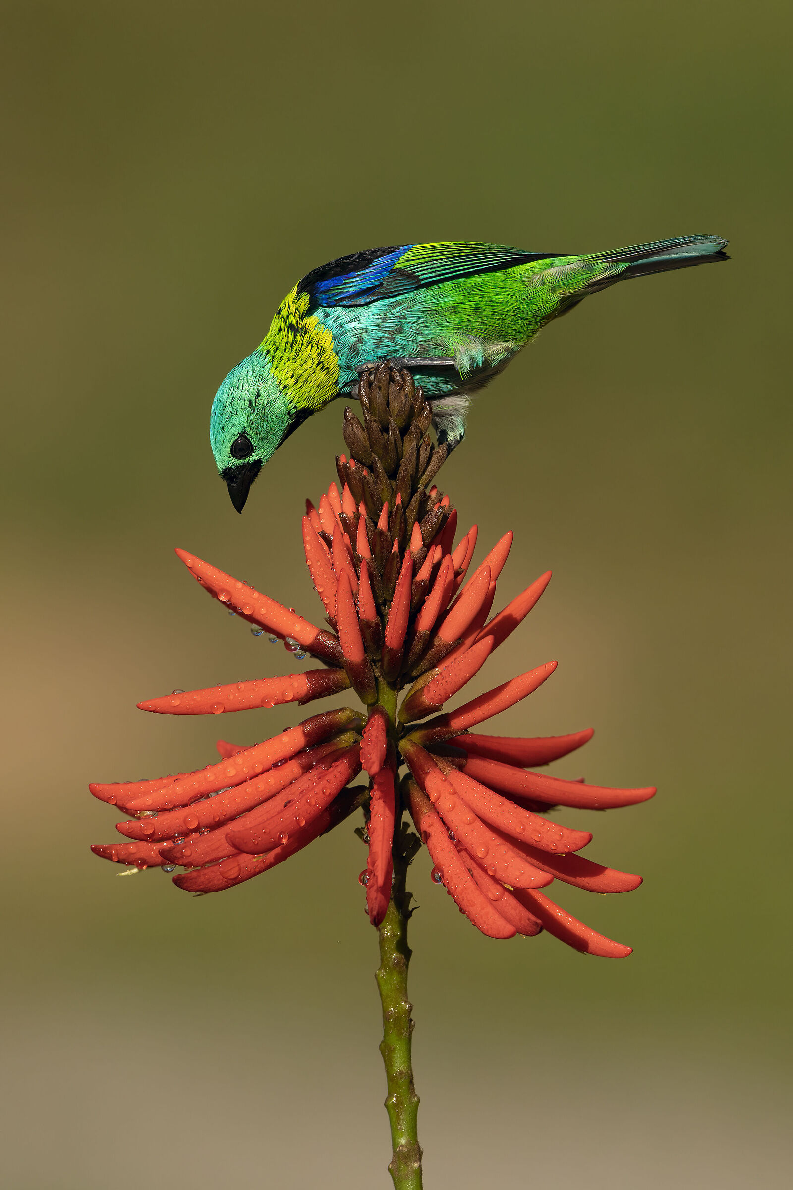 Green-headed Tanagra