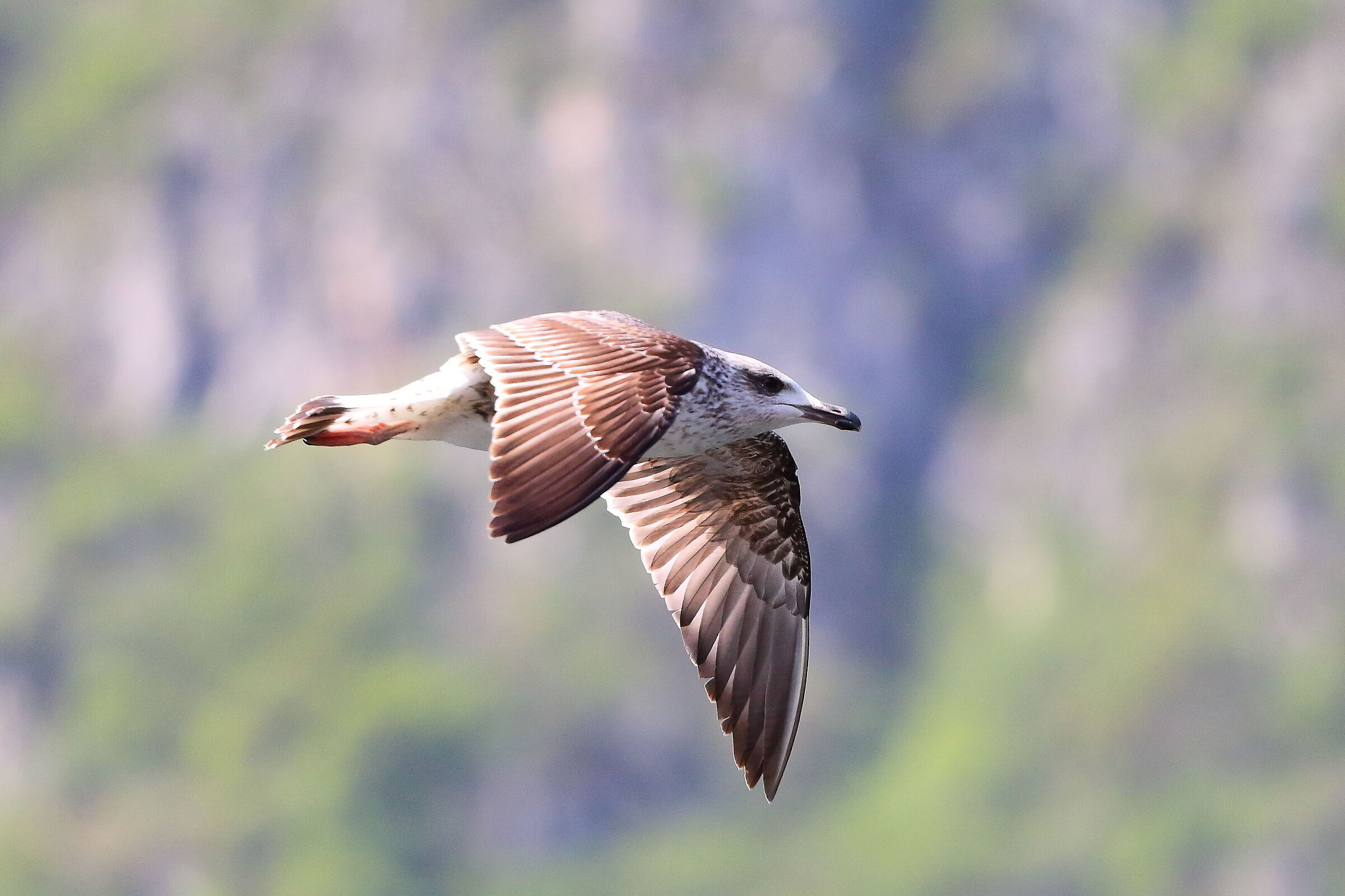 Gabbiano R 12 aprile 2024 - 8324