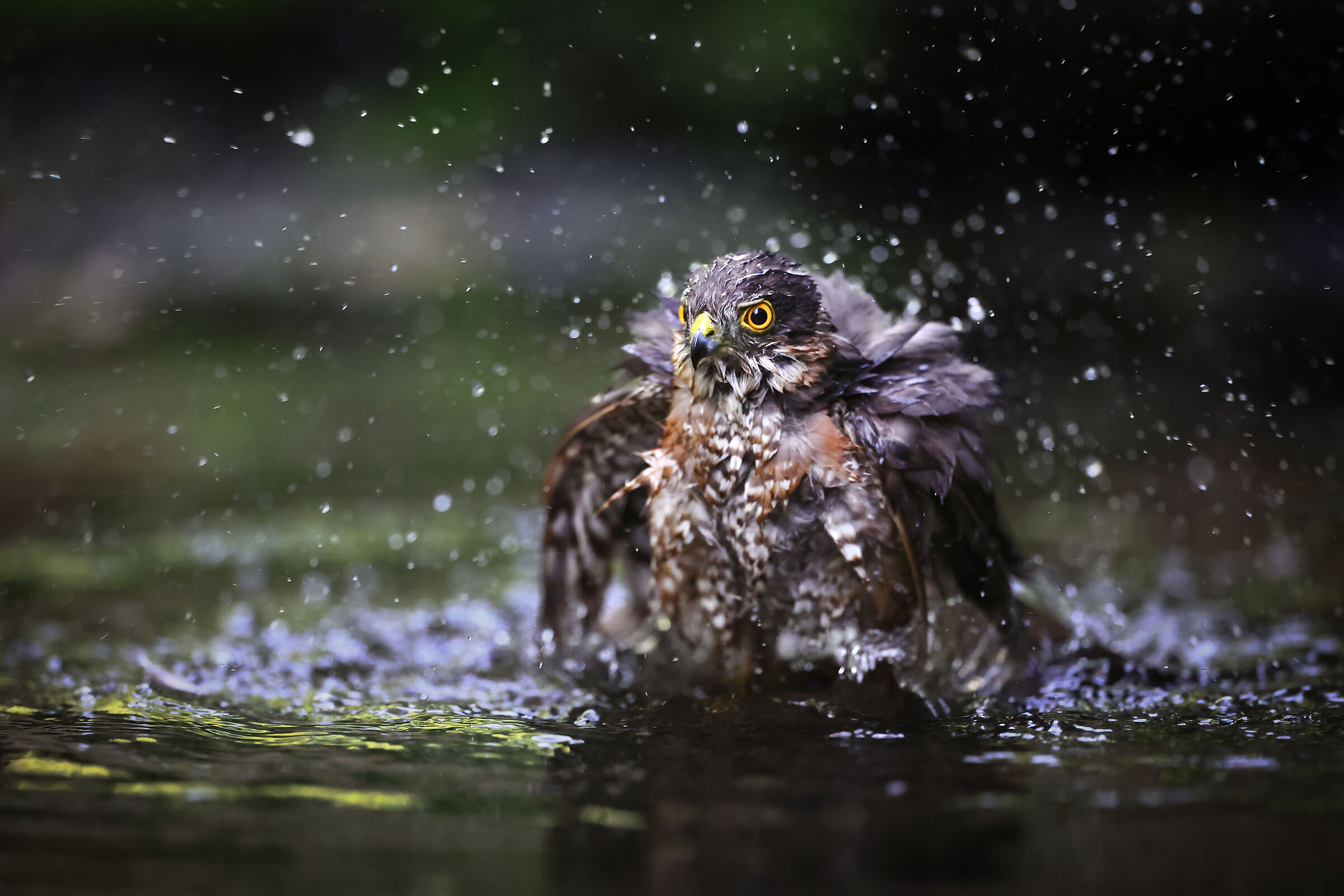 Male sparrowhawk at the bathroom
