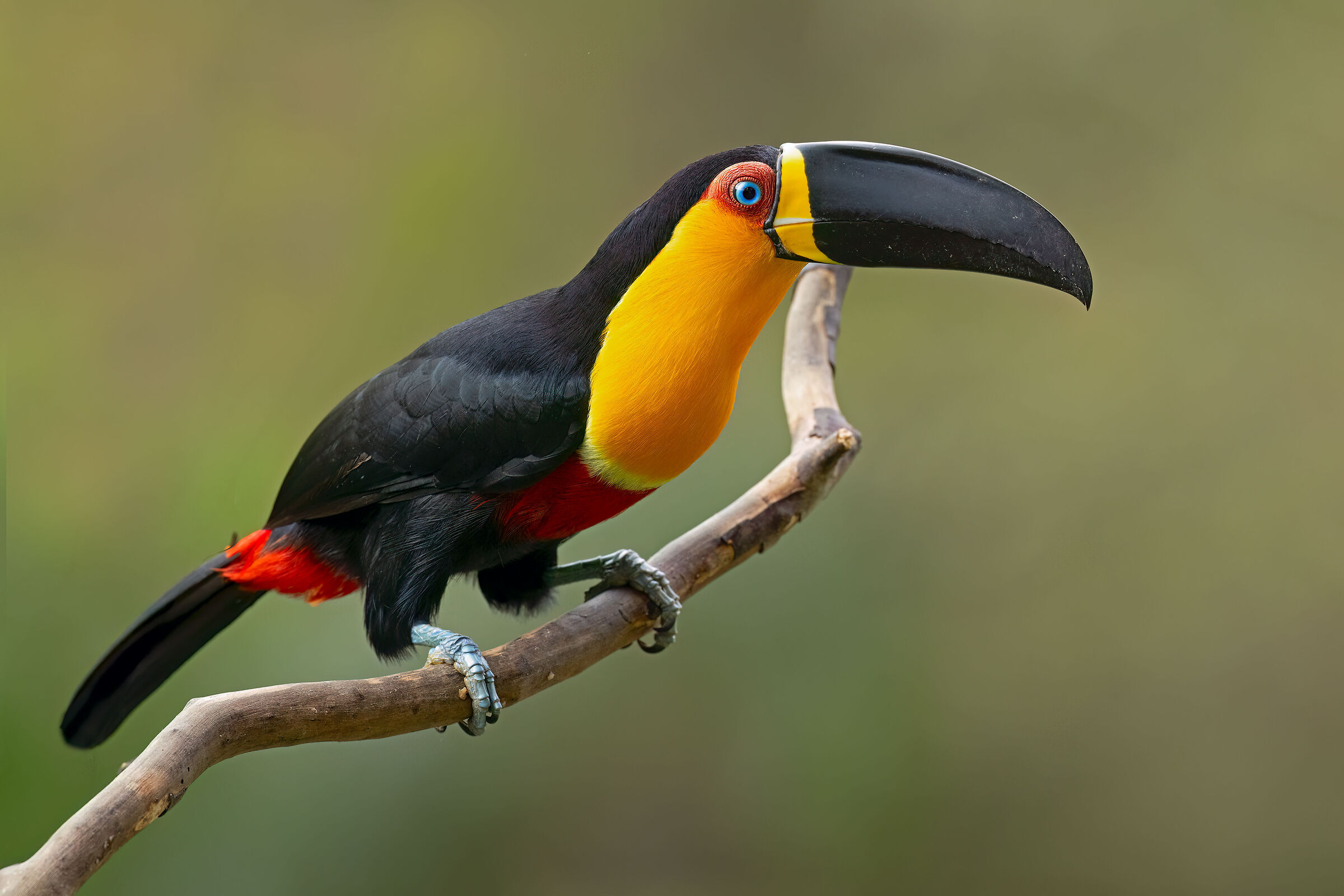 Fluted toucan