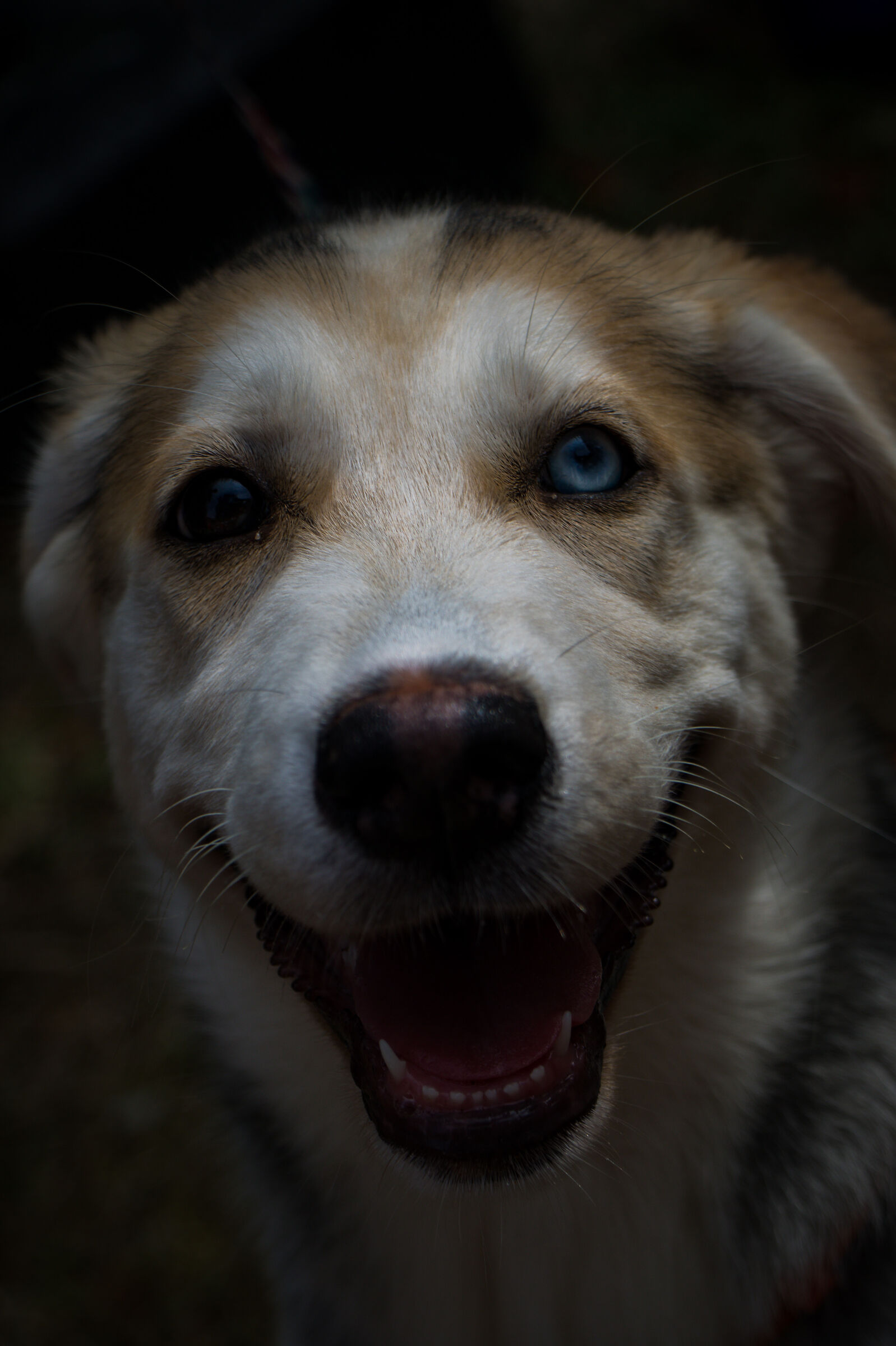 Dog with heterochromia