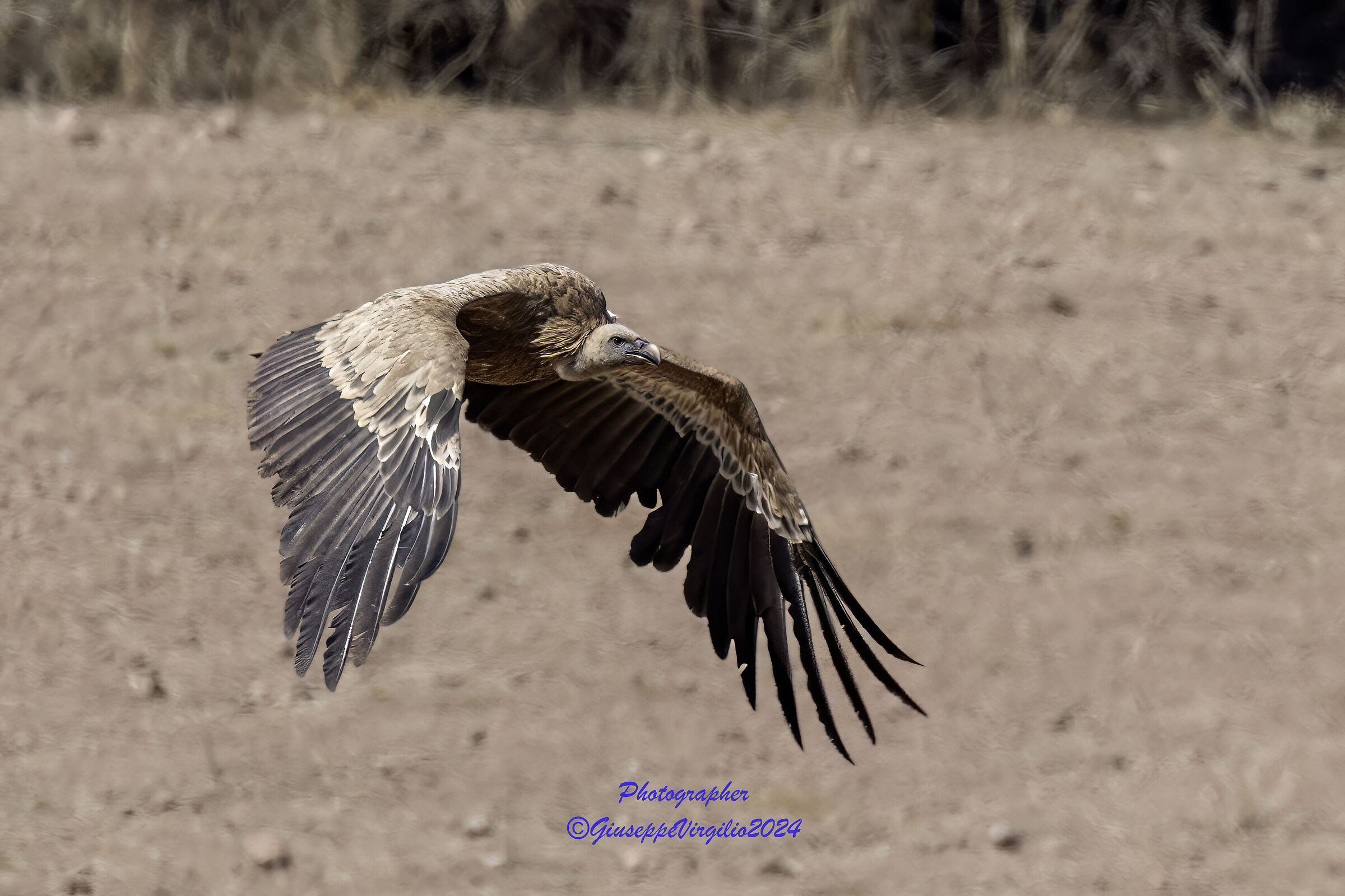 Grifone (Sardinia 2024)