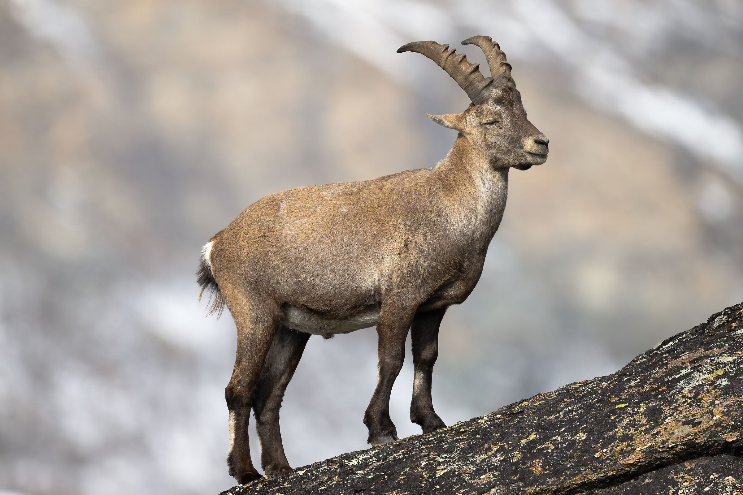 stambecco - Parco Nazionale del Gran Paradiso