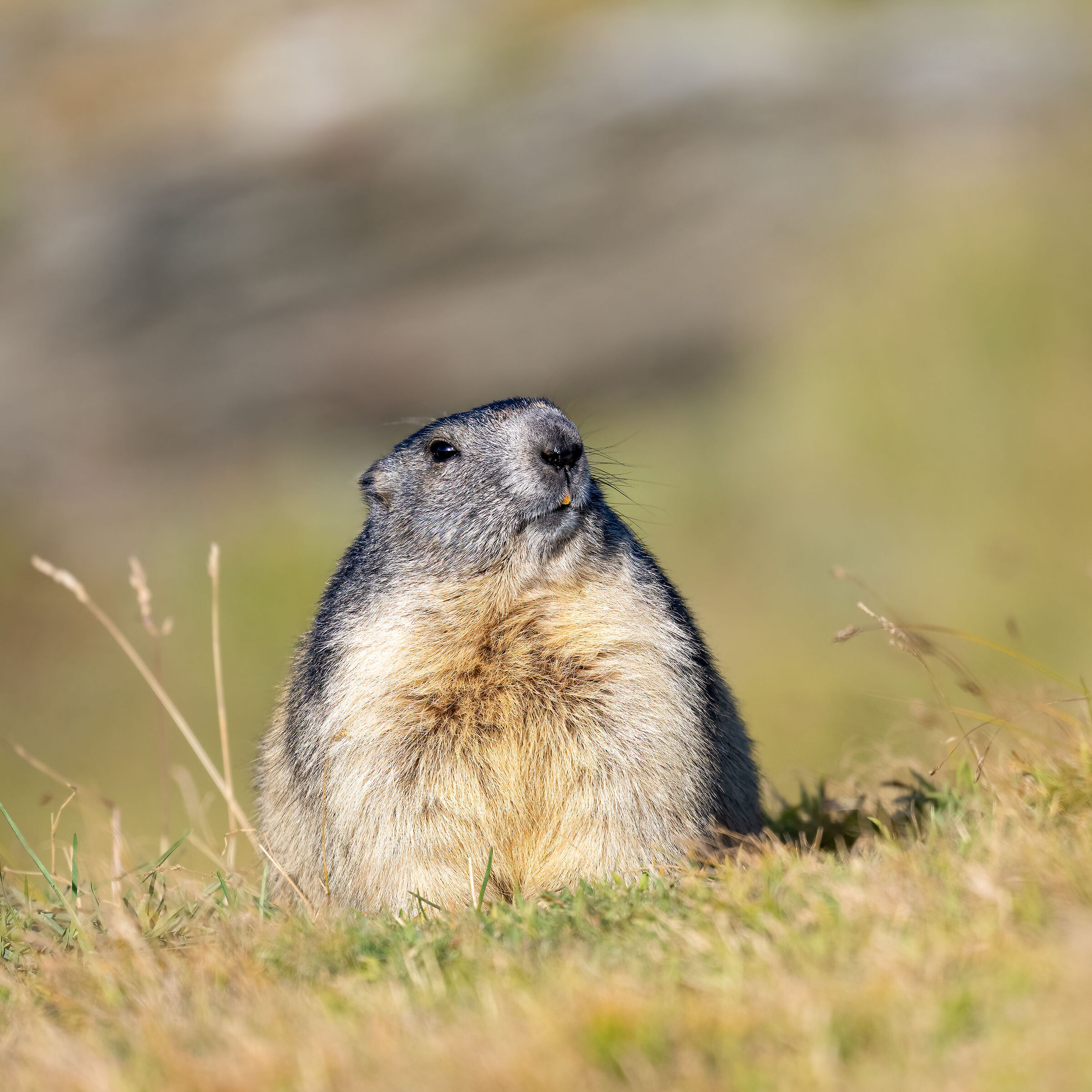 Marmotta
