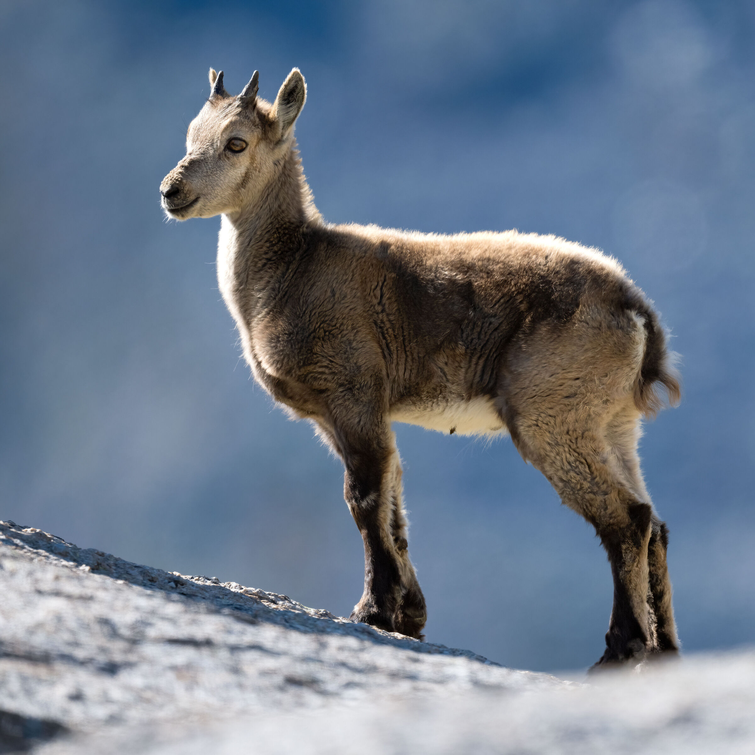 Stambecco - Parco Nazionale del Gran Paradiso