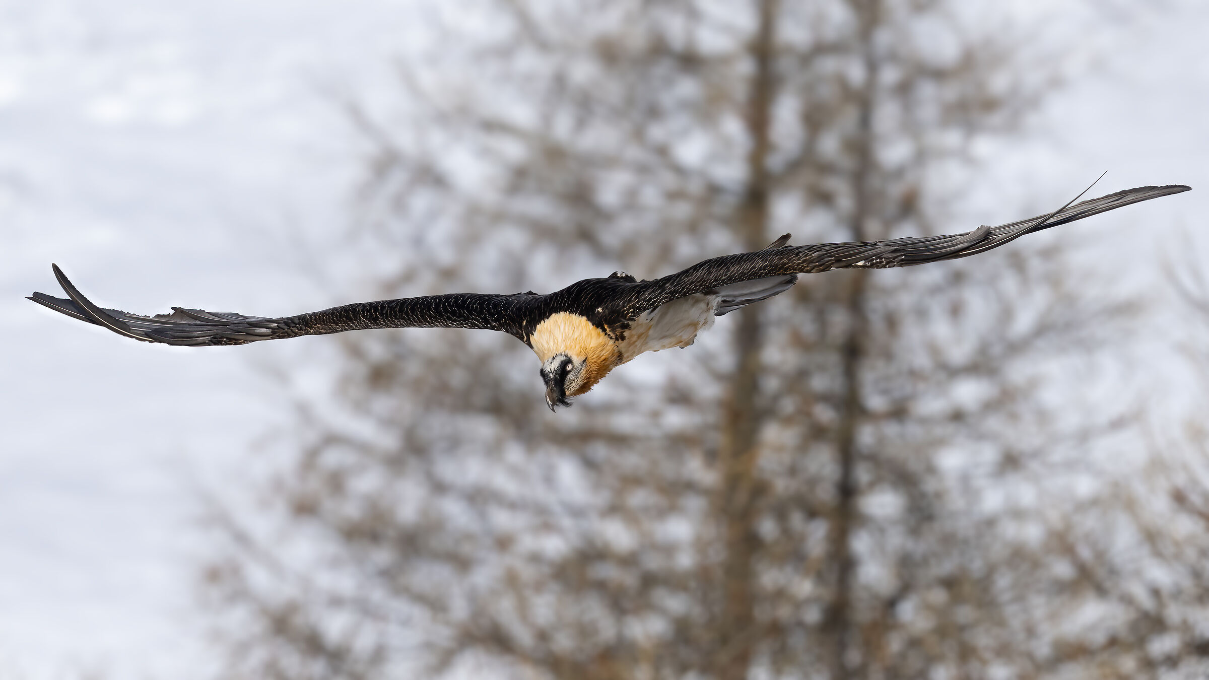 Gypaetus barbatus - Gran Paradiso National Park