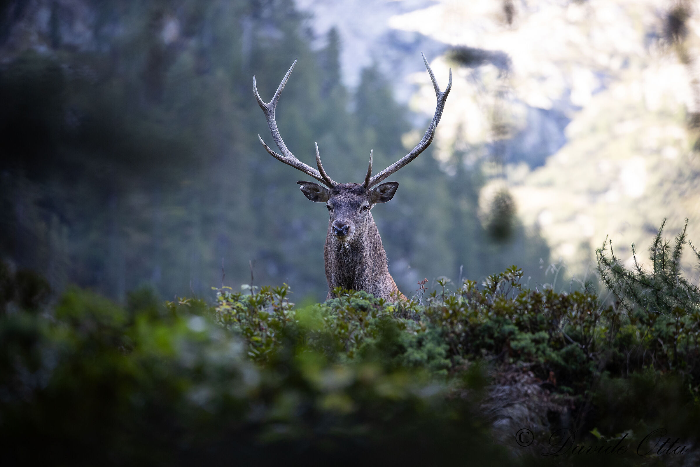 A promising deer