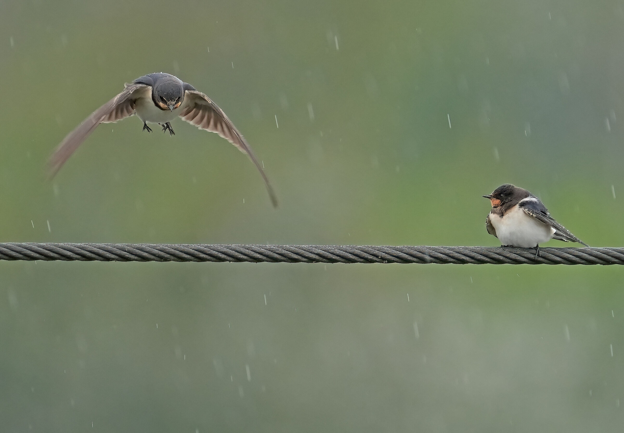 Swallows