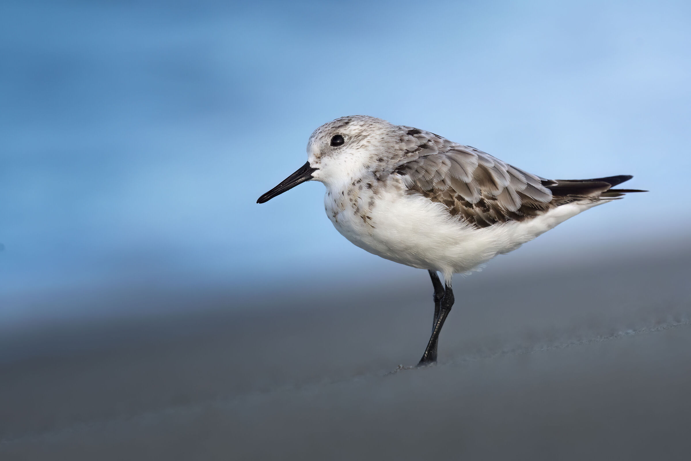 Three-toed sandpiper