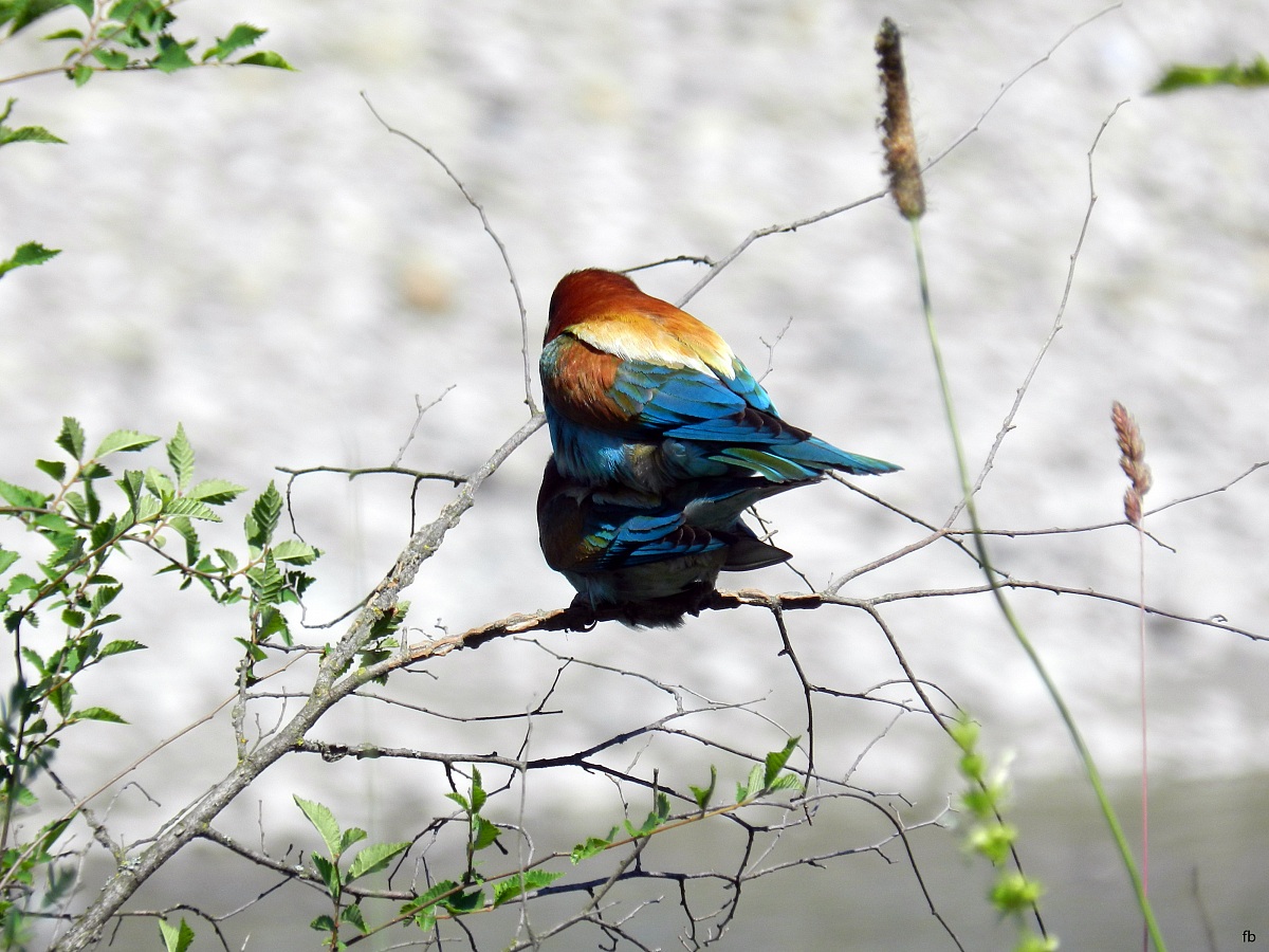 non ci vede nessuno facciamo presto dai...