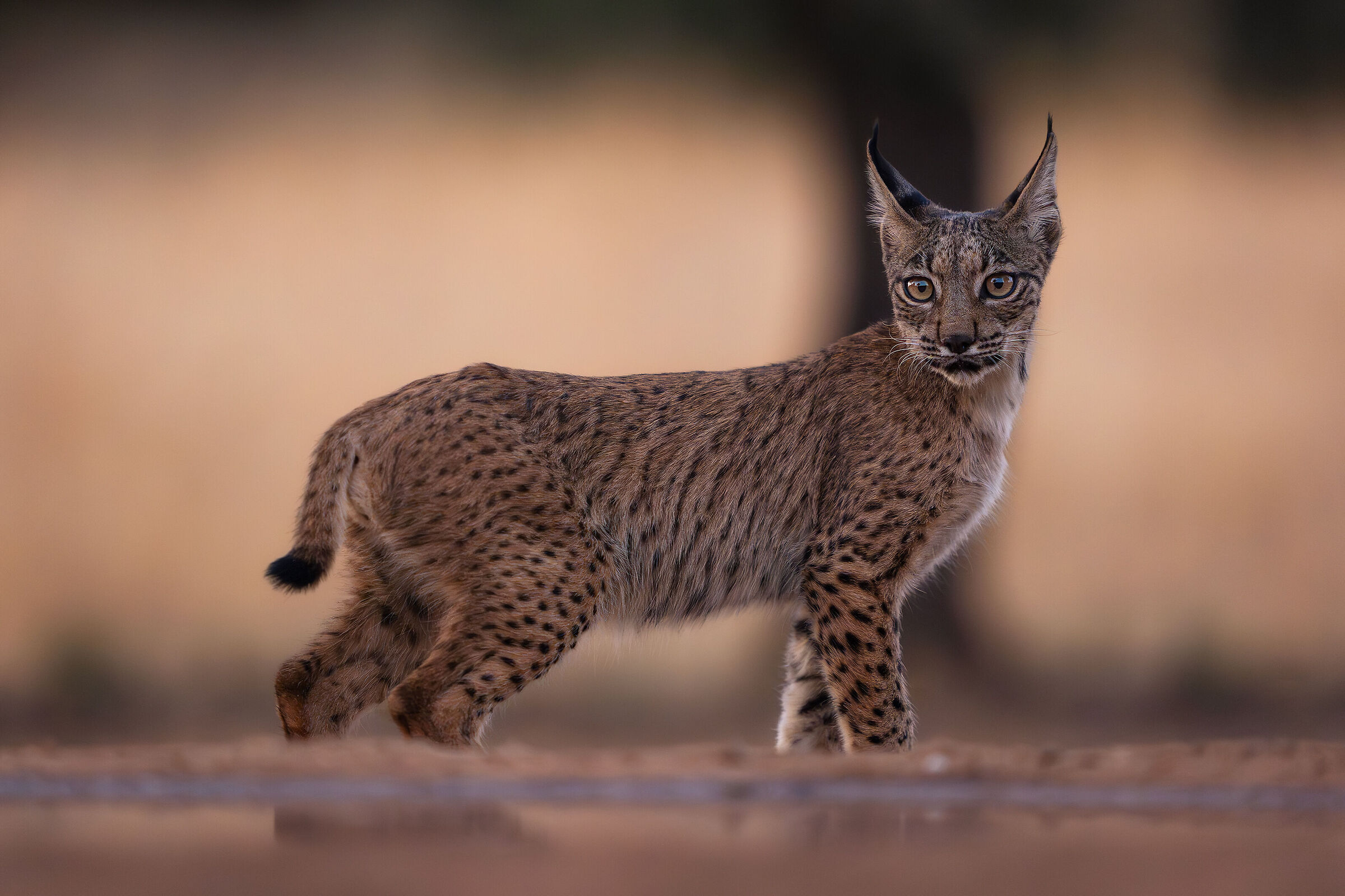 Little Iberian lynx in the evening