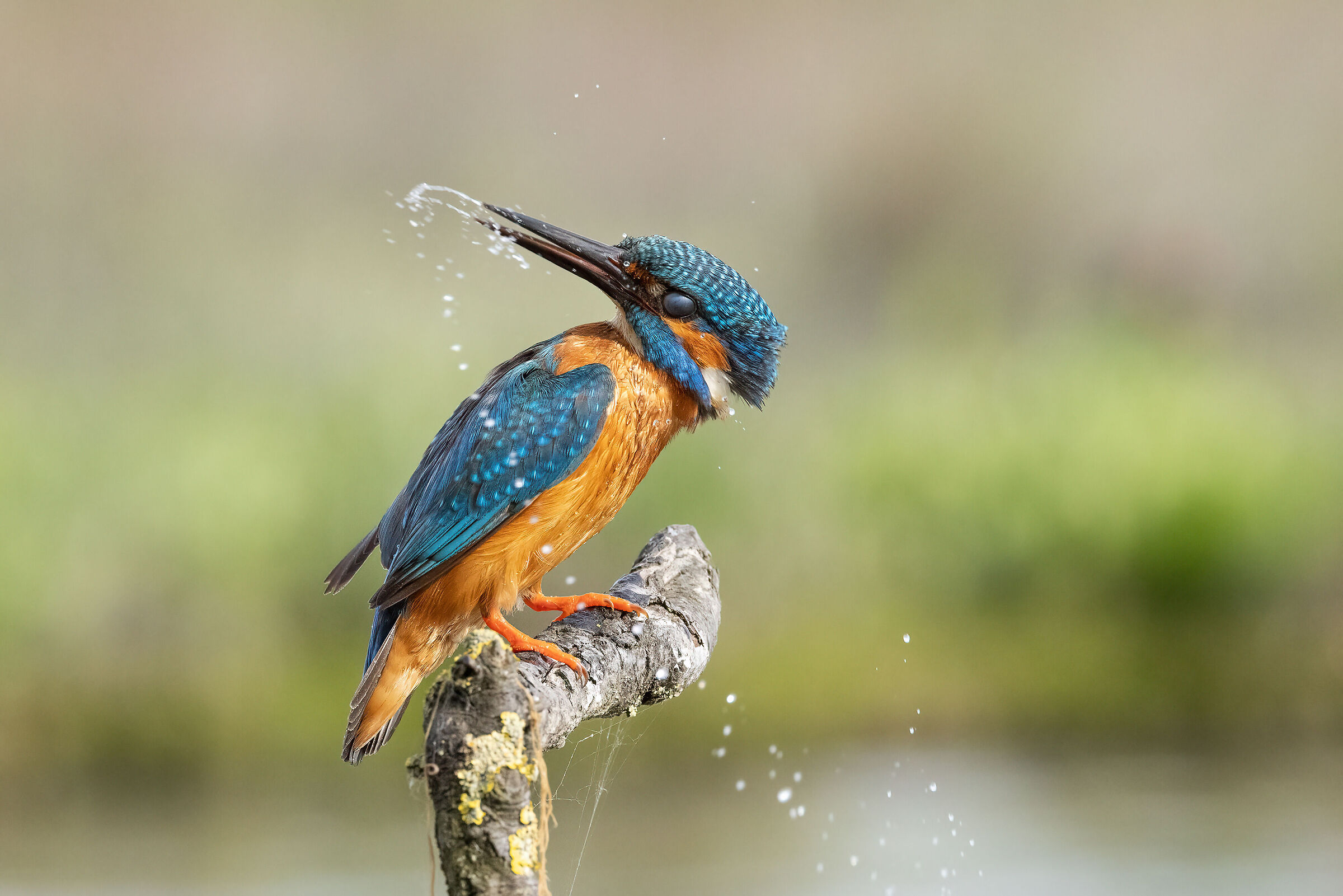 Kingfisher