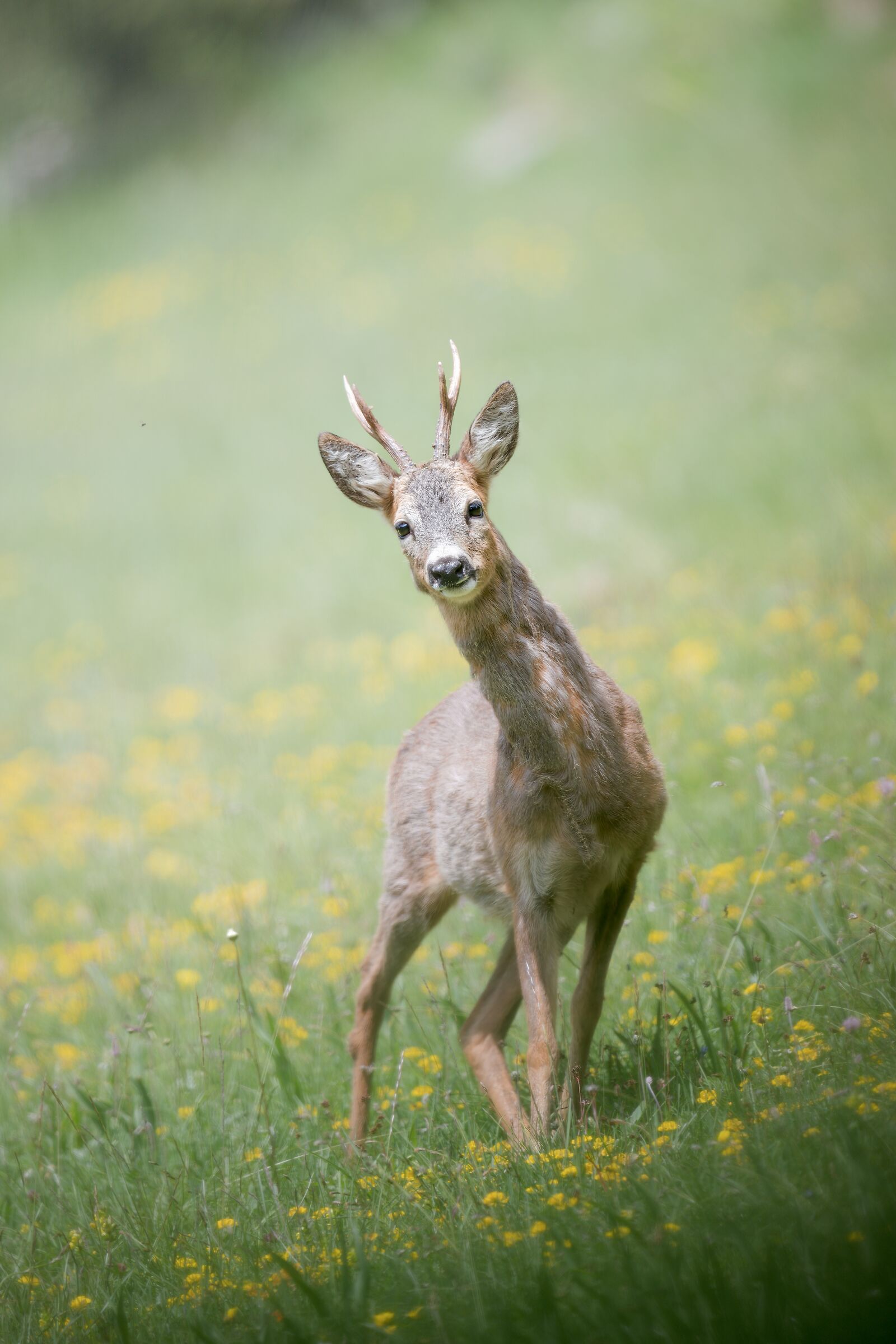 Summer roe deer