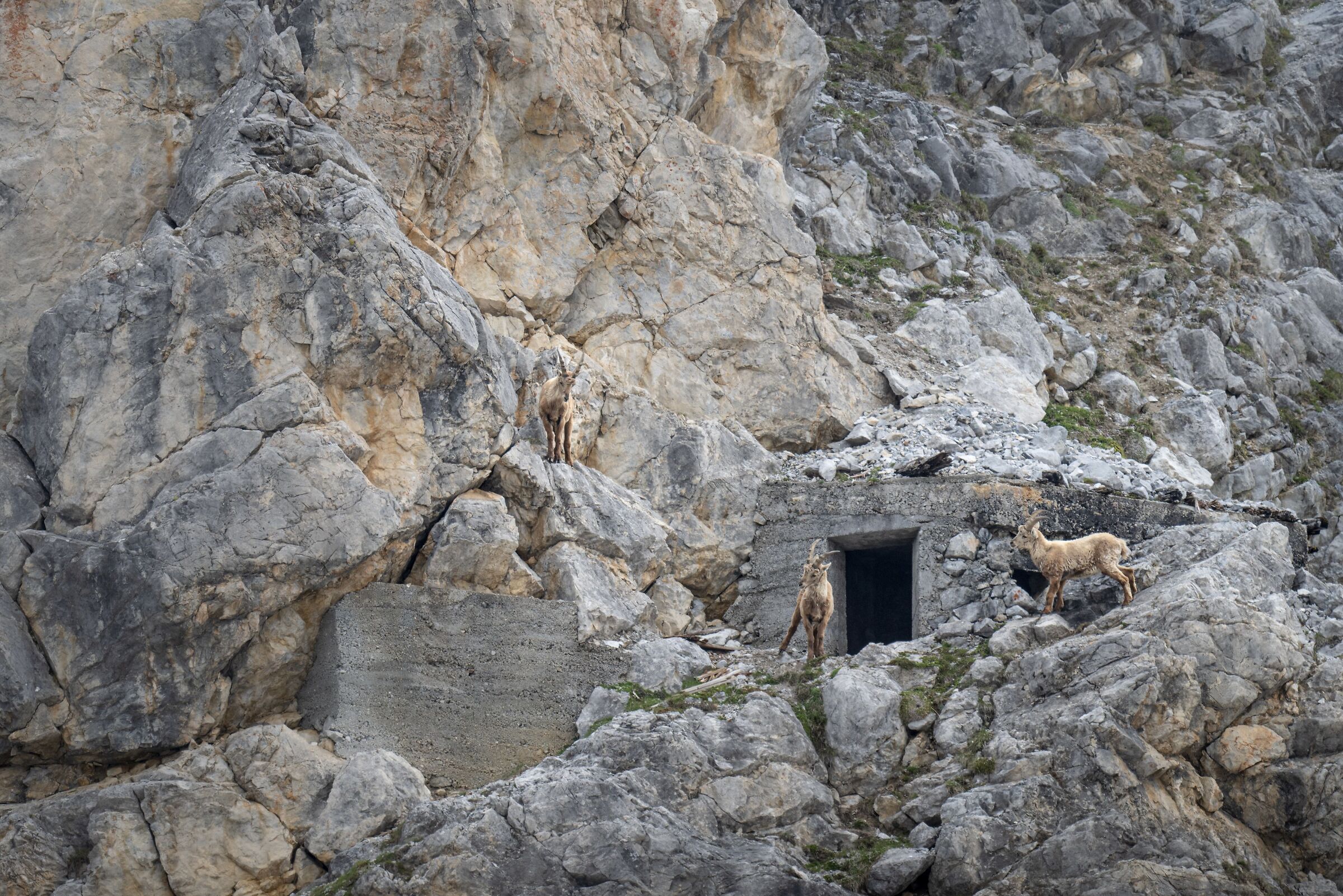 Illegal ibex