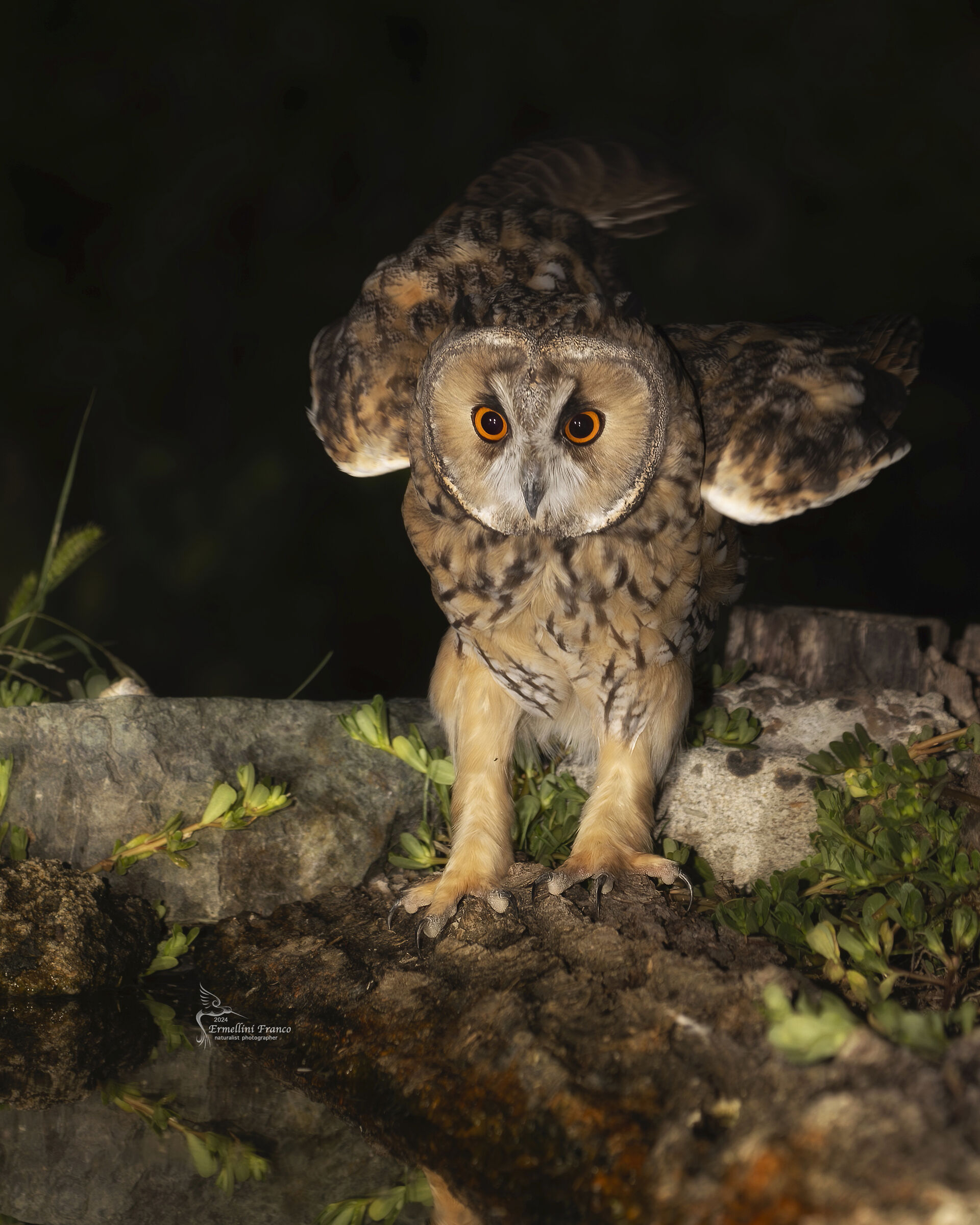 Long-eared owl