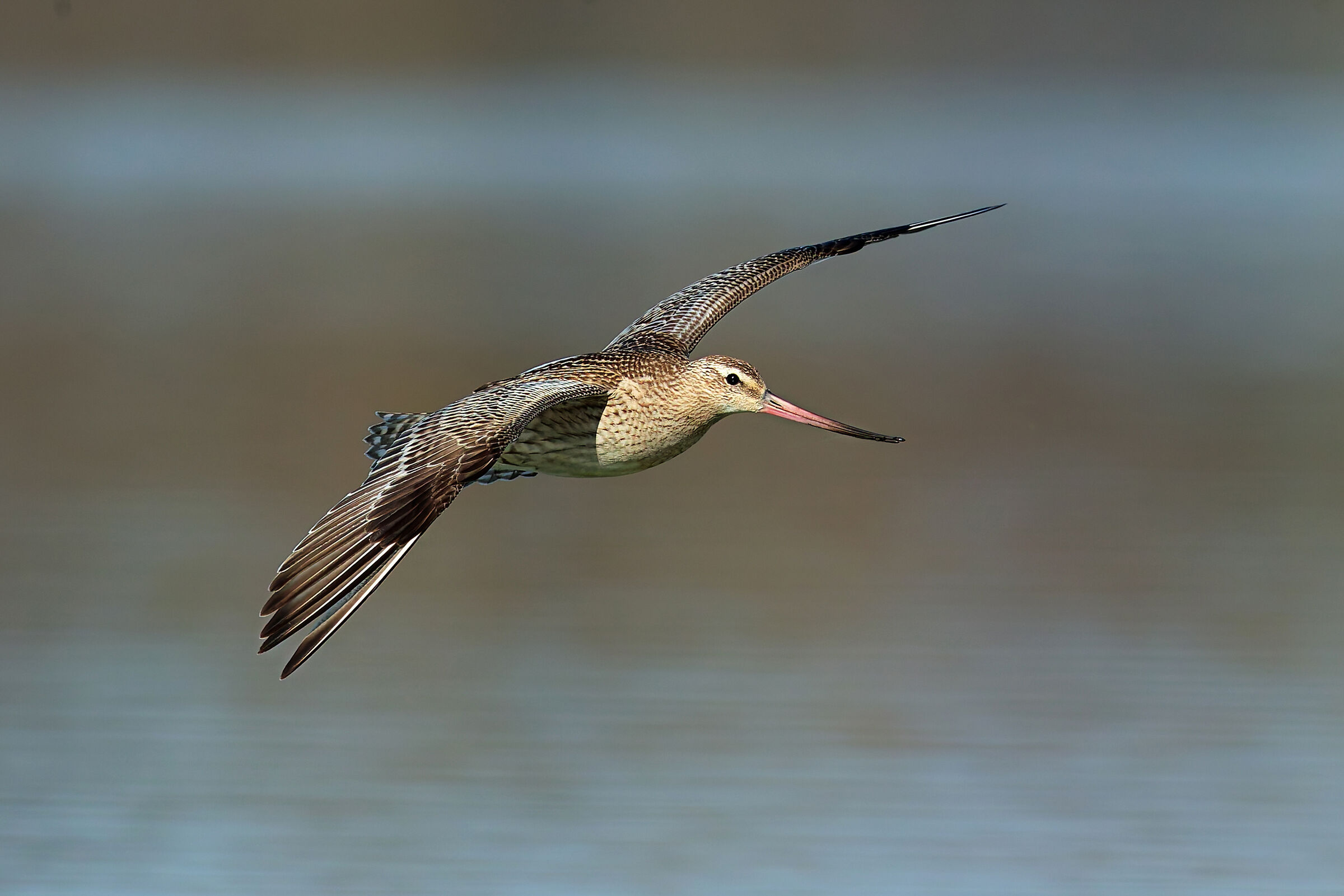 Bar-tailed godwit