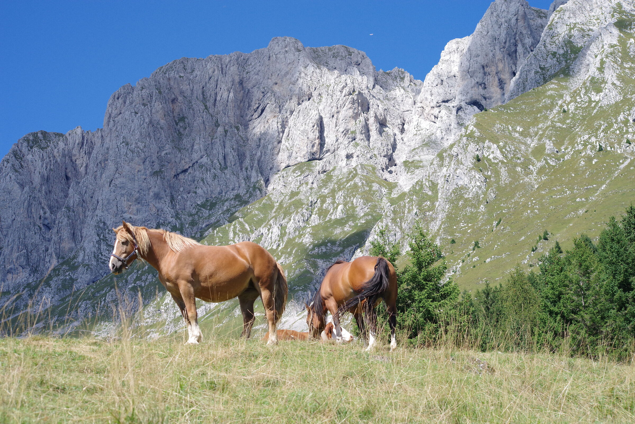 Cavalli in alpeggio