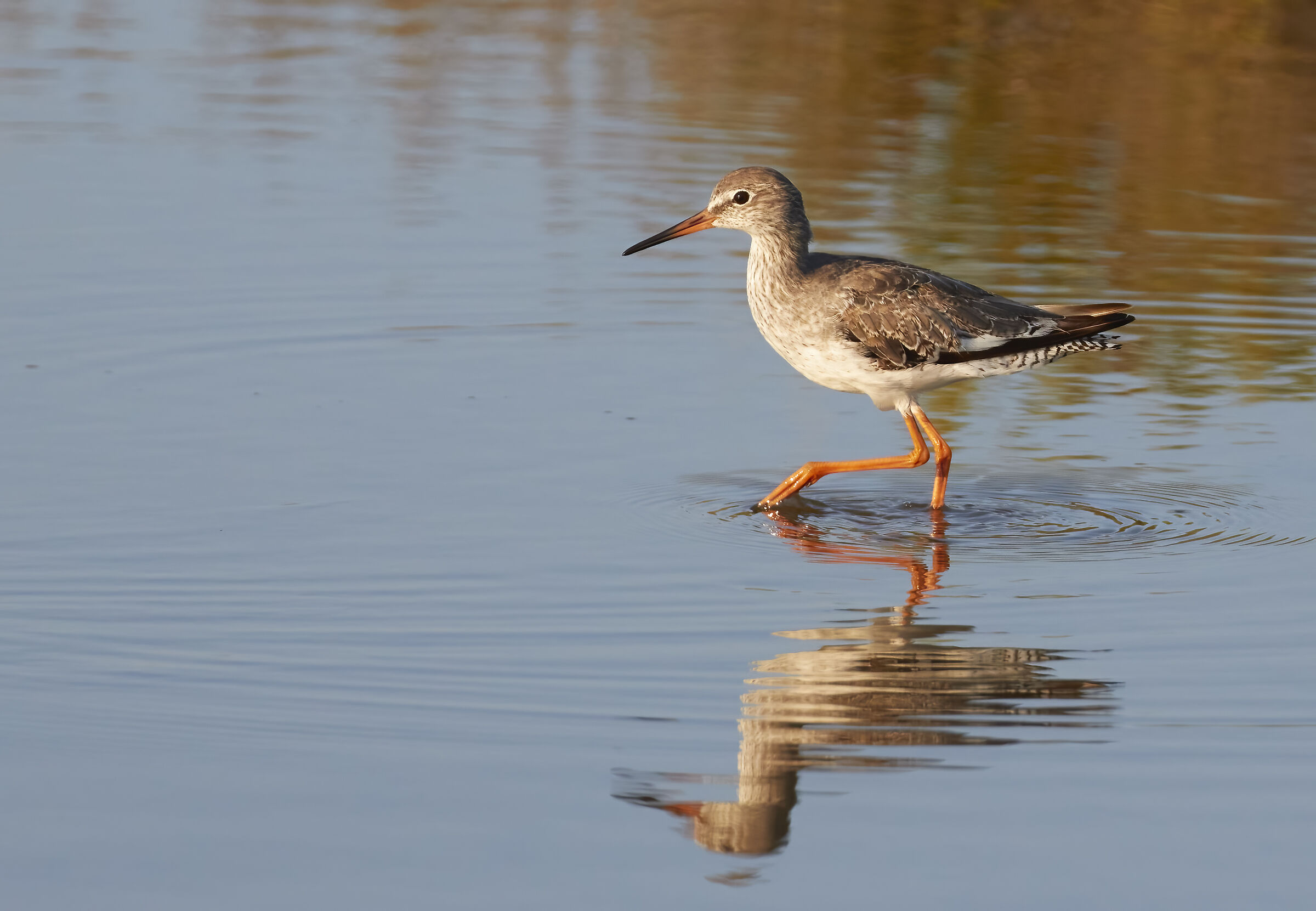 Redshank