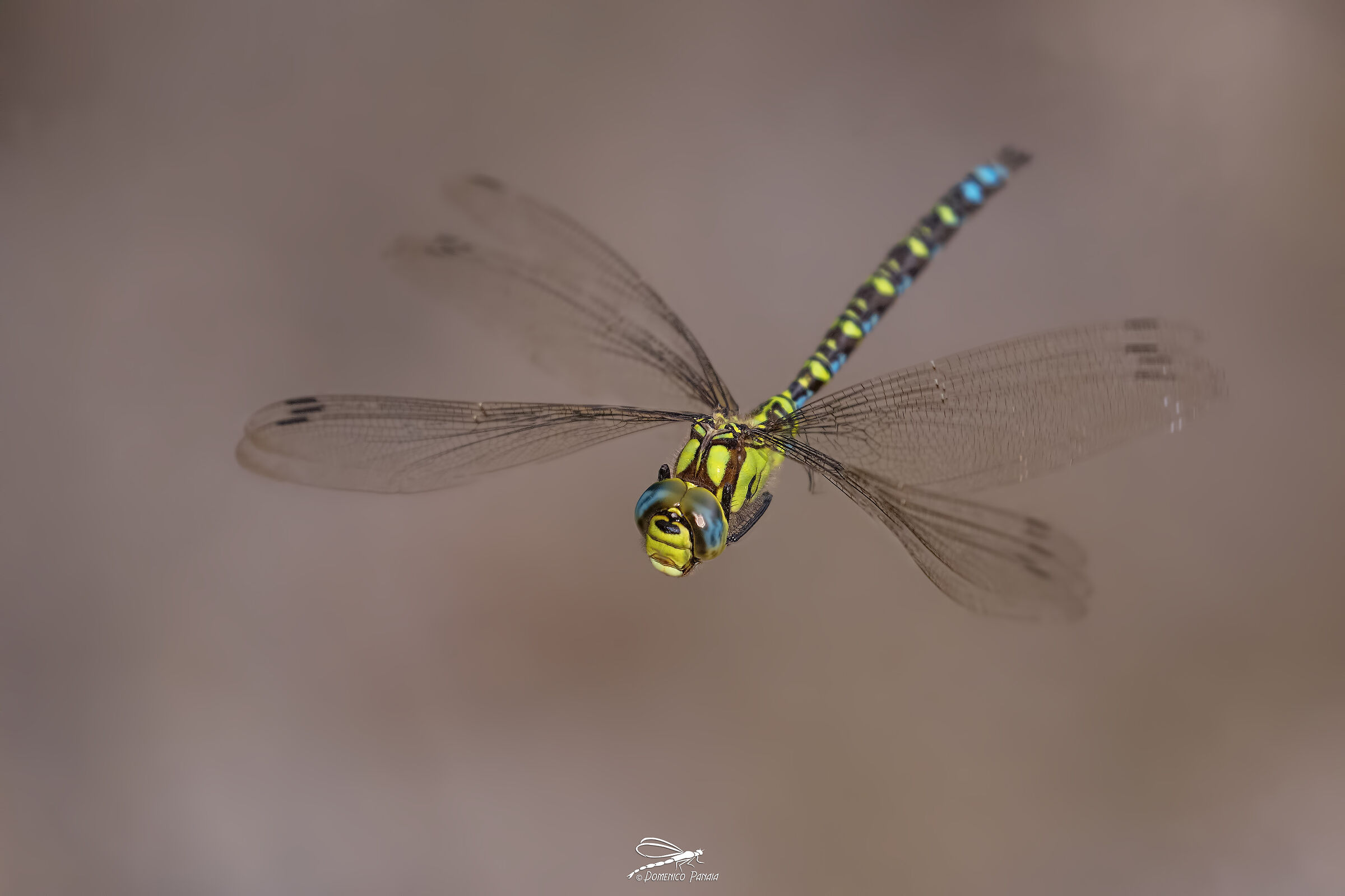 Aeshna Cyanea male