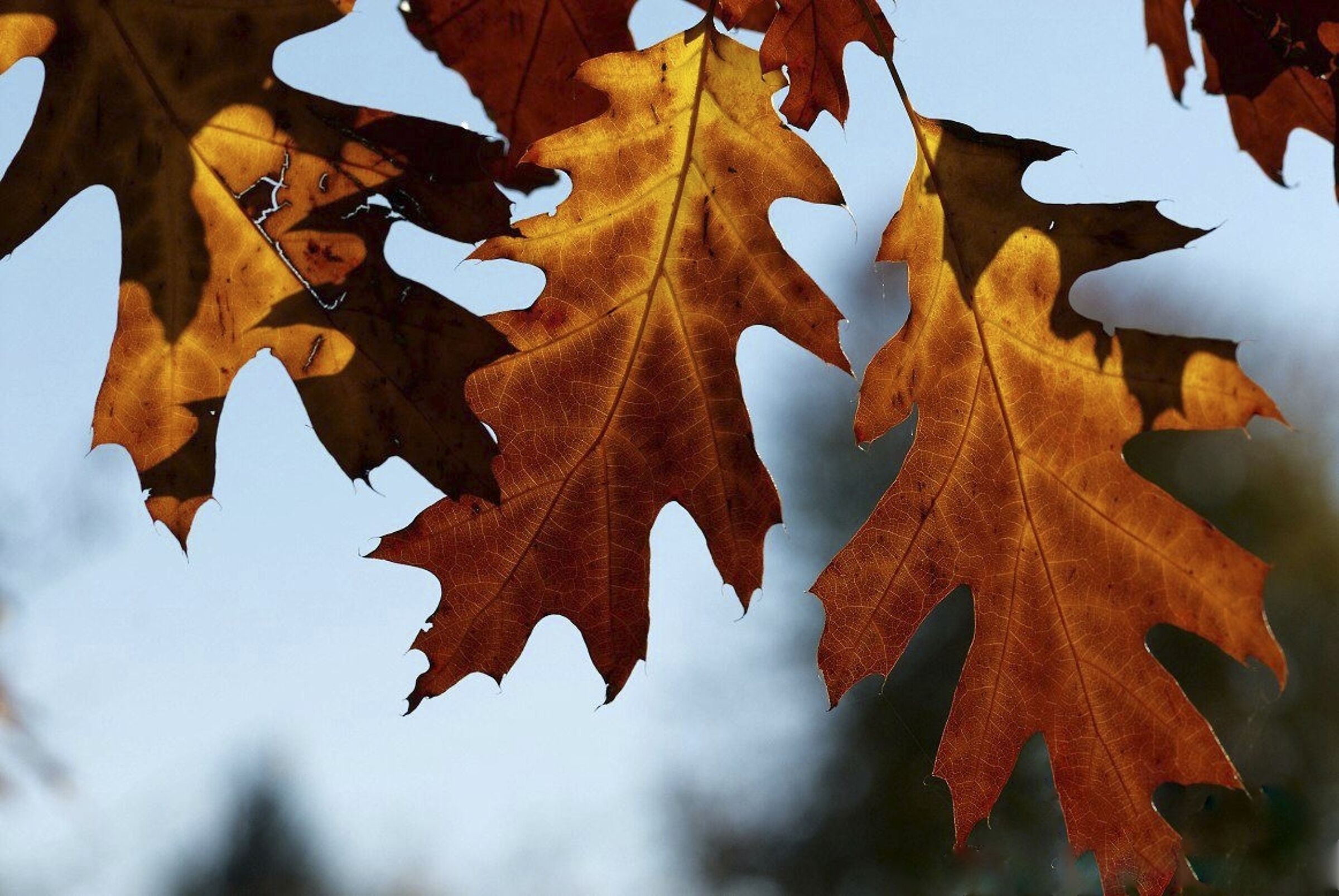 I colori dell' autunno